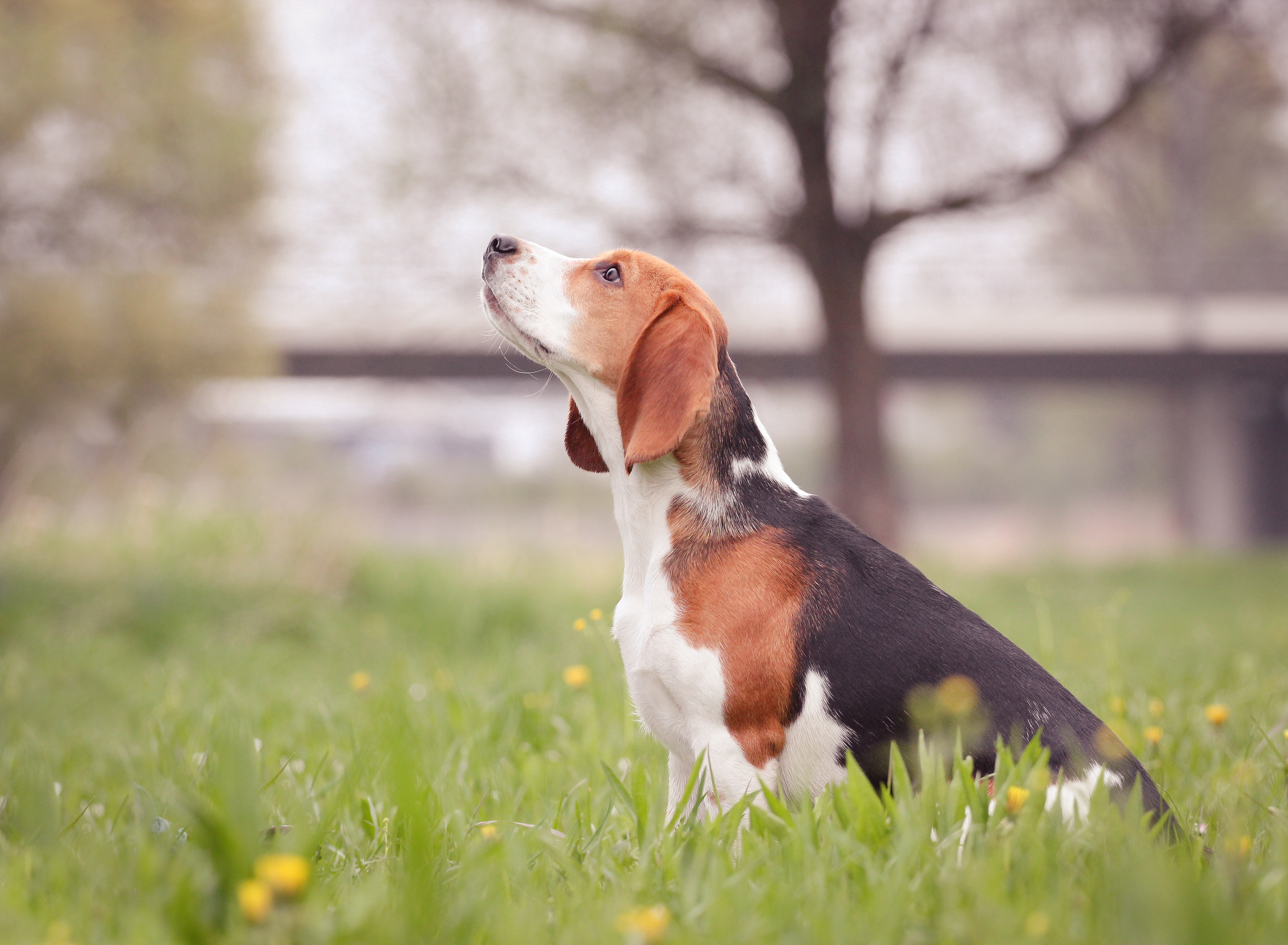 336271 baixar imagens animais, beagle, cães - papéis de parede e protetores de tela gratuitamente