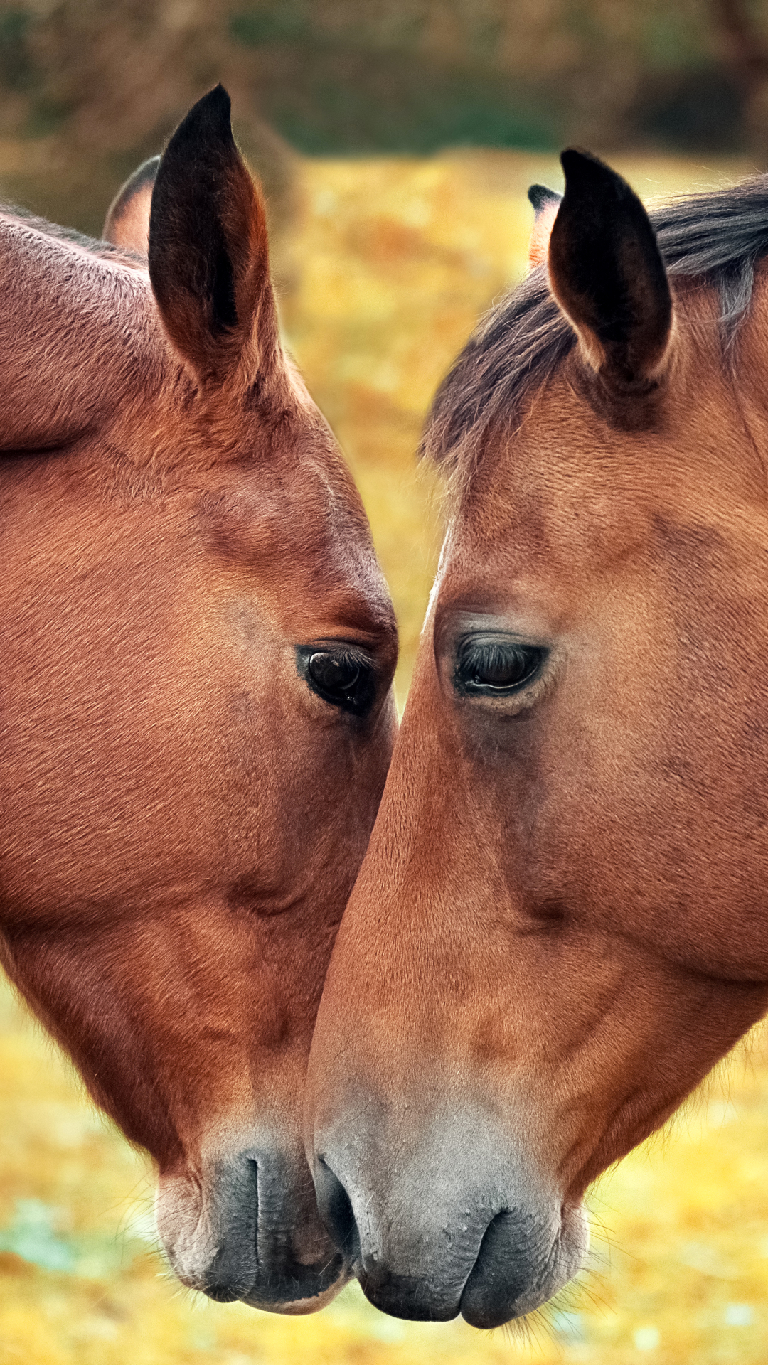 無料モバイル壁紙動物, 馬, 愛するをダウンロードします。