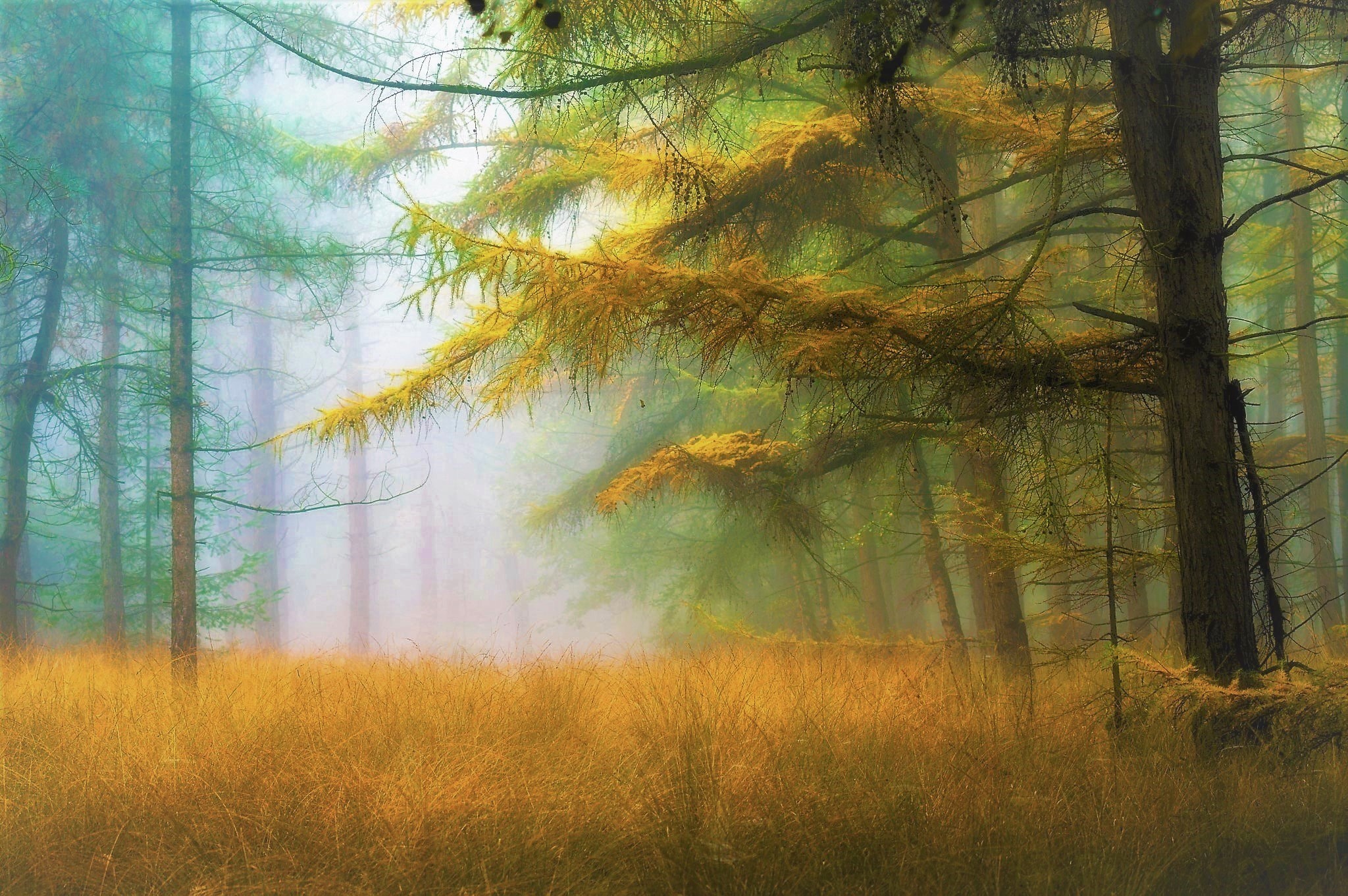 Download mobile wallpaper Grass, Forest, Fog, Earth, Spring for free.