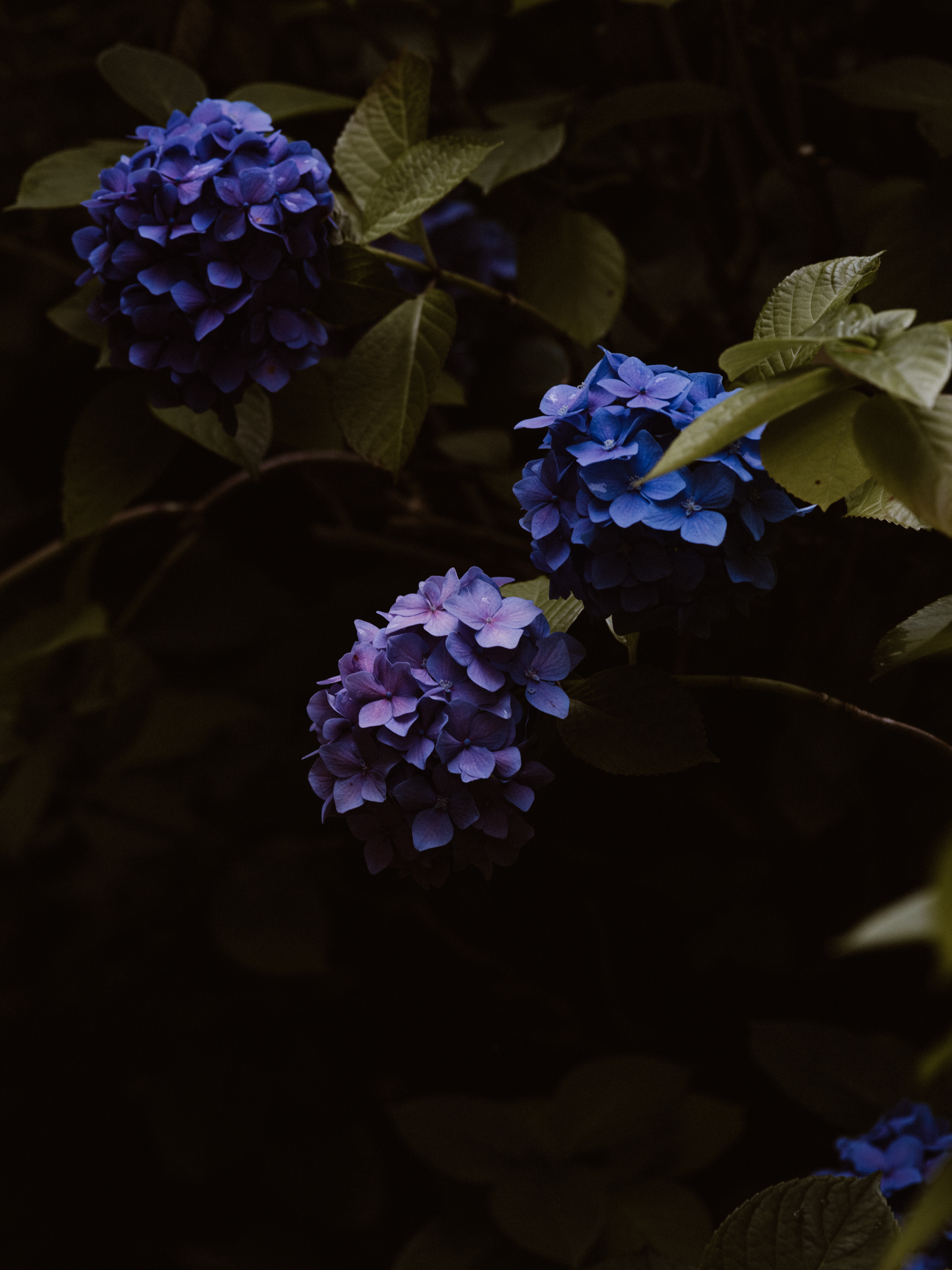 123008 descargar fondo de pantalla azul, flores, florecer, floración, hortensia, inflorescencias, inflorescencia: protectores de pantalla e imágenes gratis