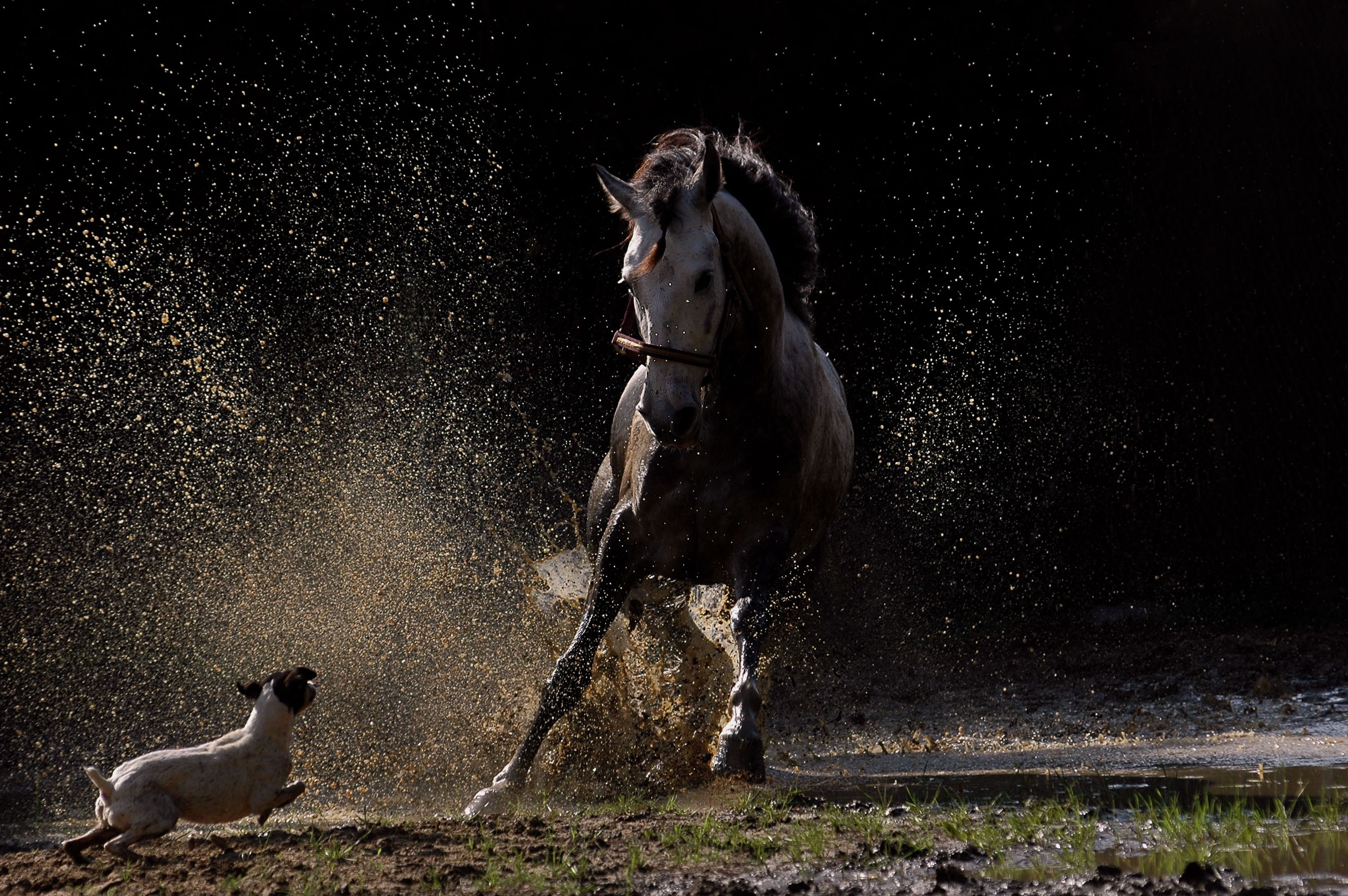 無料モバイル壁紙動物, 馬をダウンロードします。