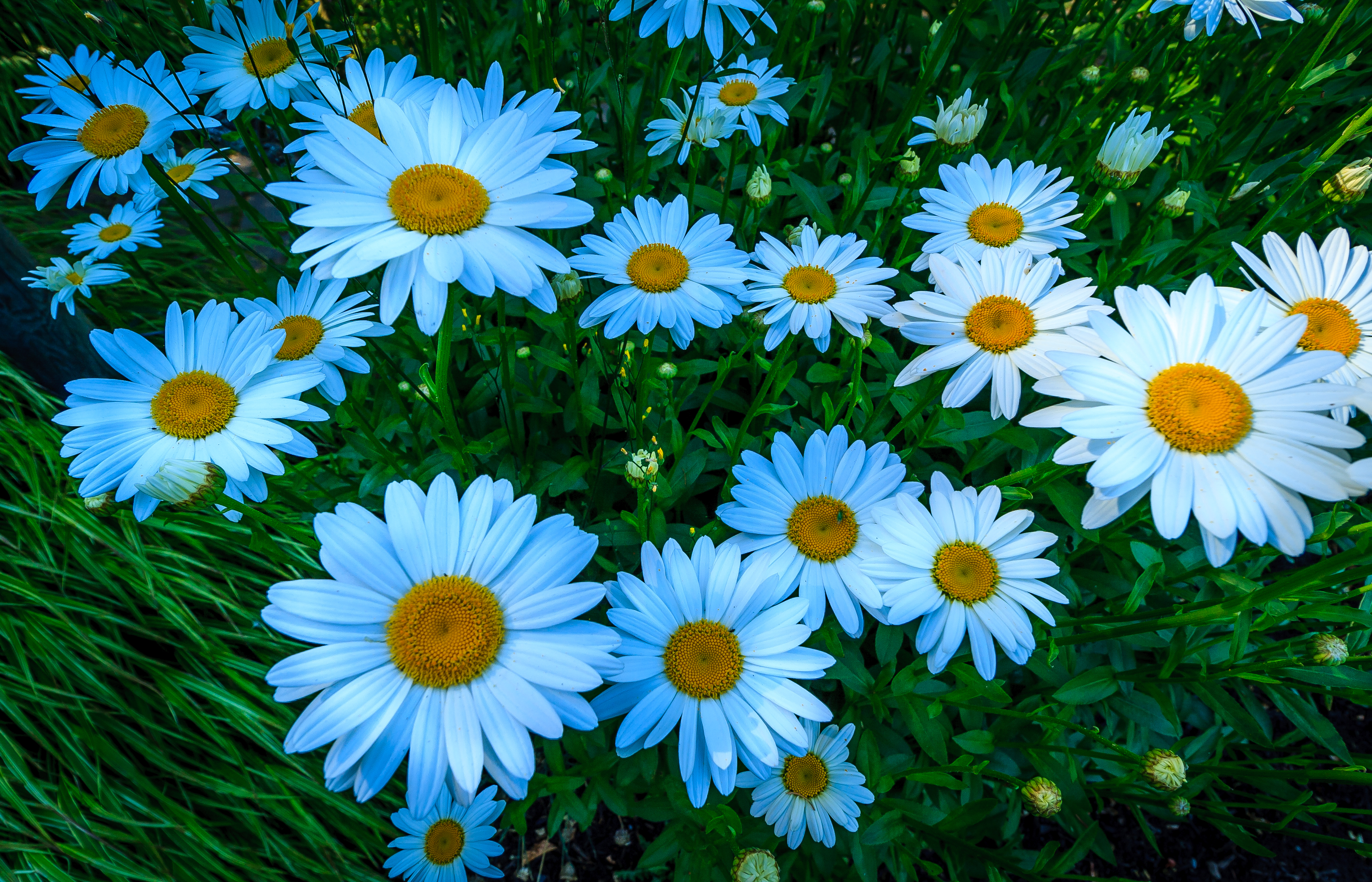 Download background earth, camomile, flower, grass, white flower, flowers