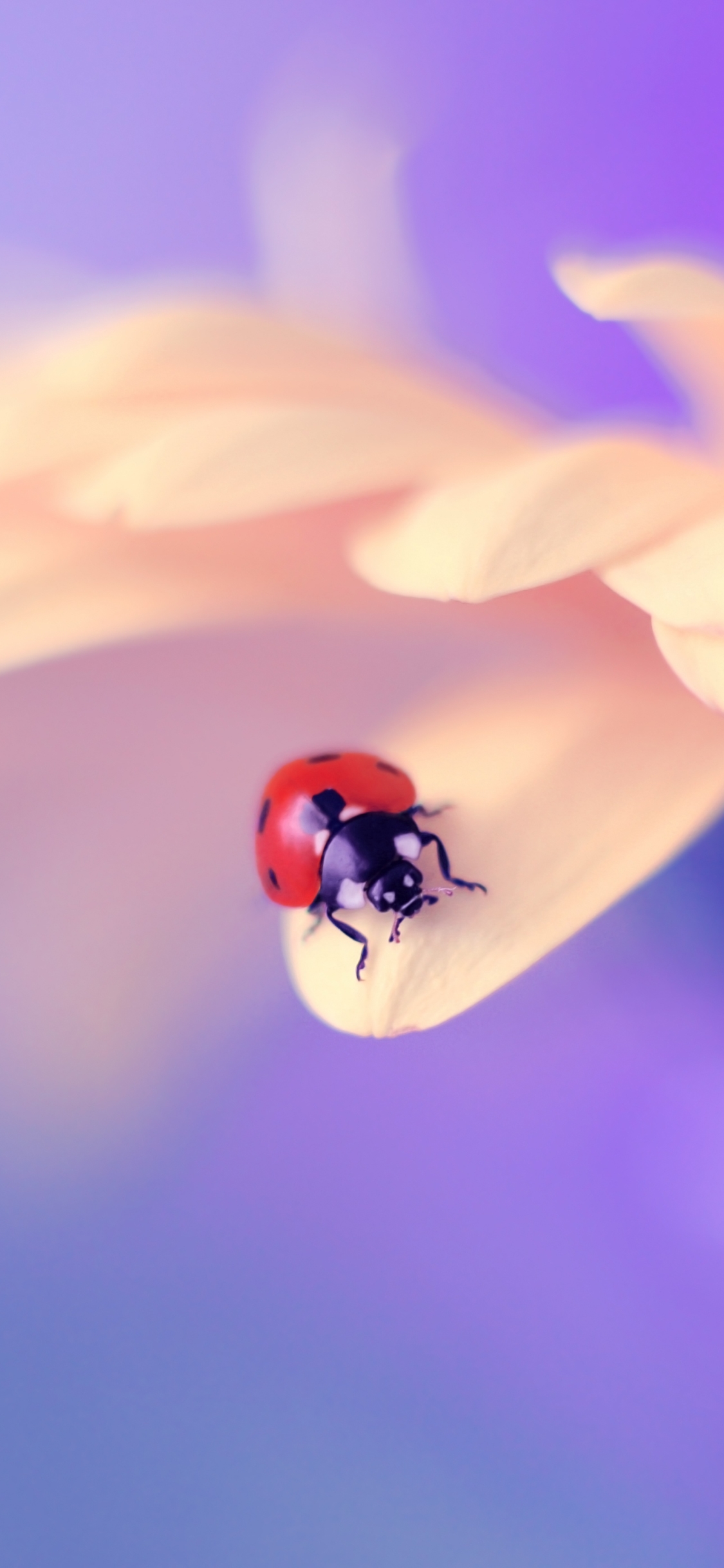 Download mobile wallpaper Macro, Insect, Animal, Ladybug, Petal for free.