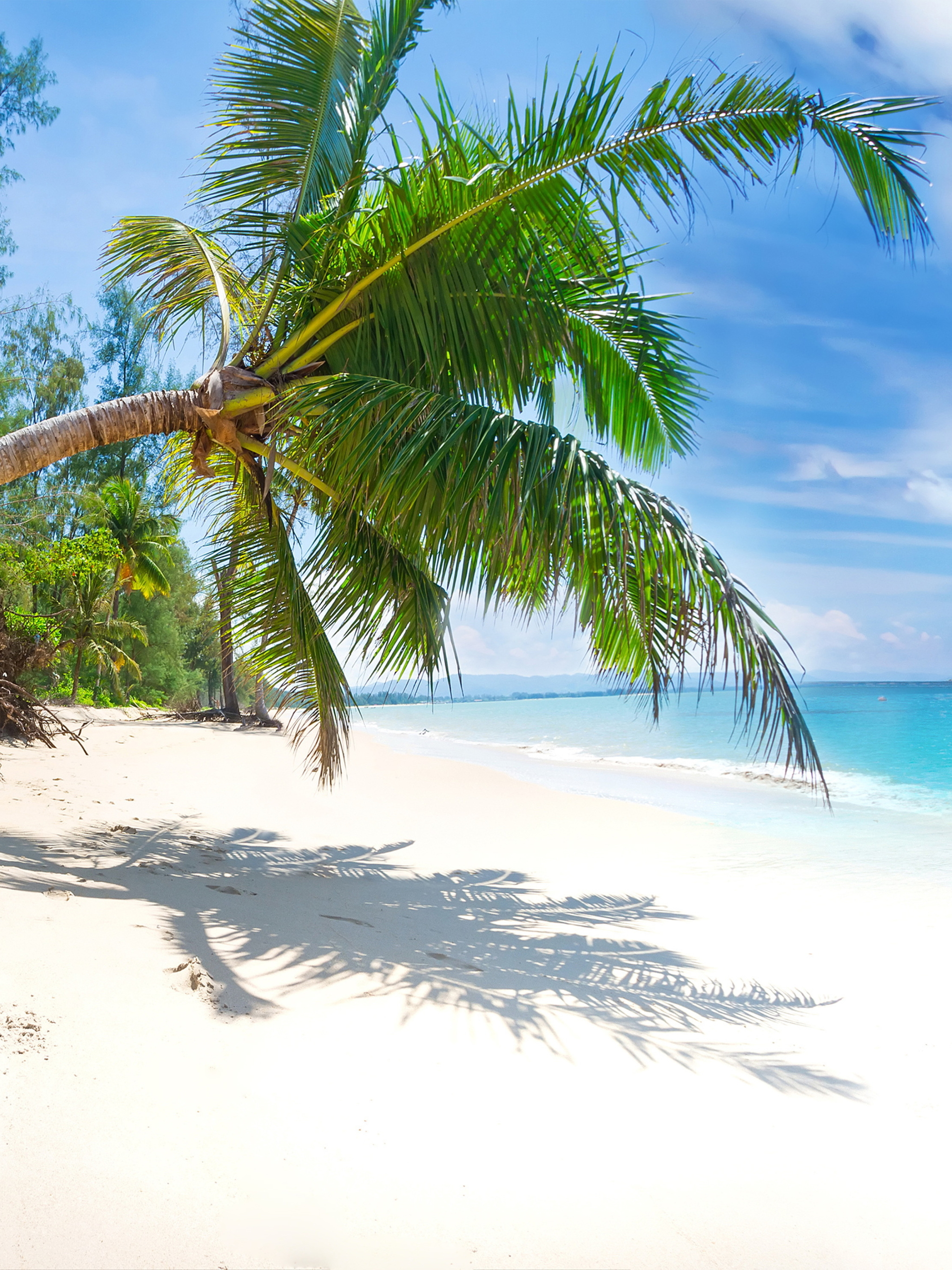 Download mobile wallpaper Beach, Sand, Earth, Tropical, Palm Tree for free.