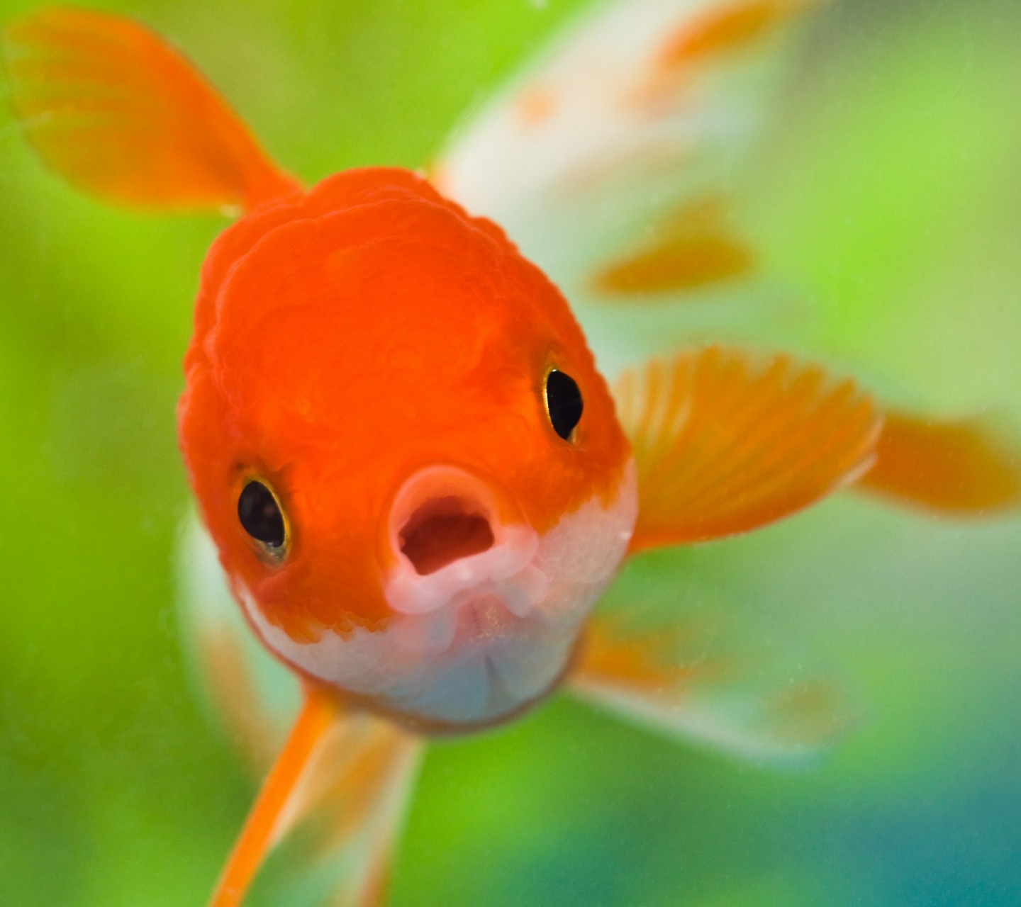 PCデスクトップに動物, 魚, 金魚画像を無料でダウンロード