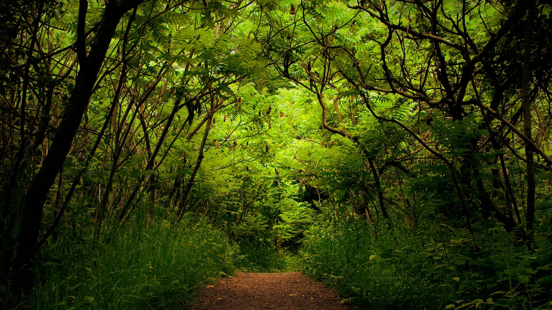 Baixe gratuitamente a imagem Floresta, Terra/natureza na área de trabalho do seu PC