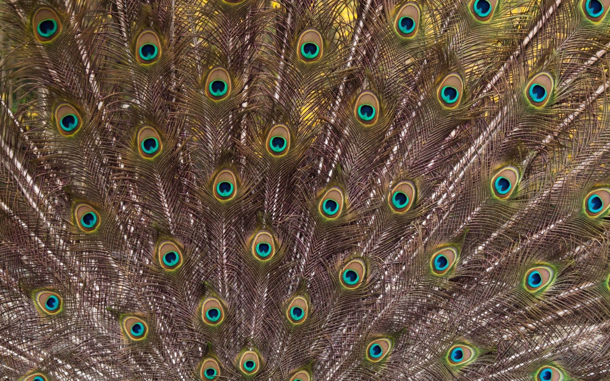 Free download wallpaper Birds, Feather, Animal, Peacock on your PC desktop