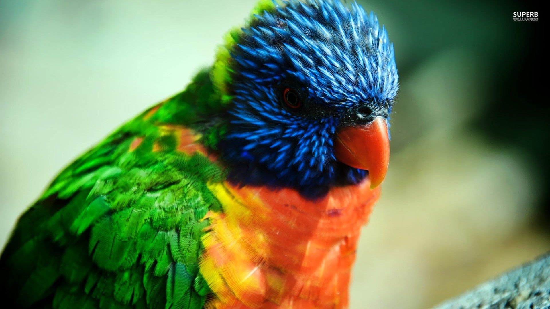PCデスクトップに動物, 鳥, ゴシキセイガイインコ画像を無料でダウンロード