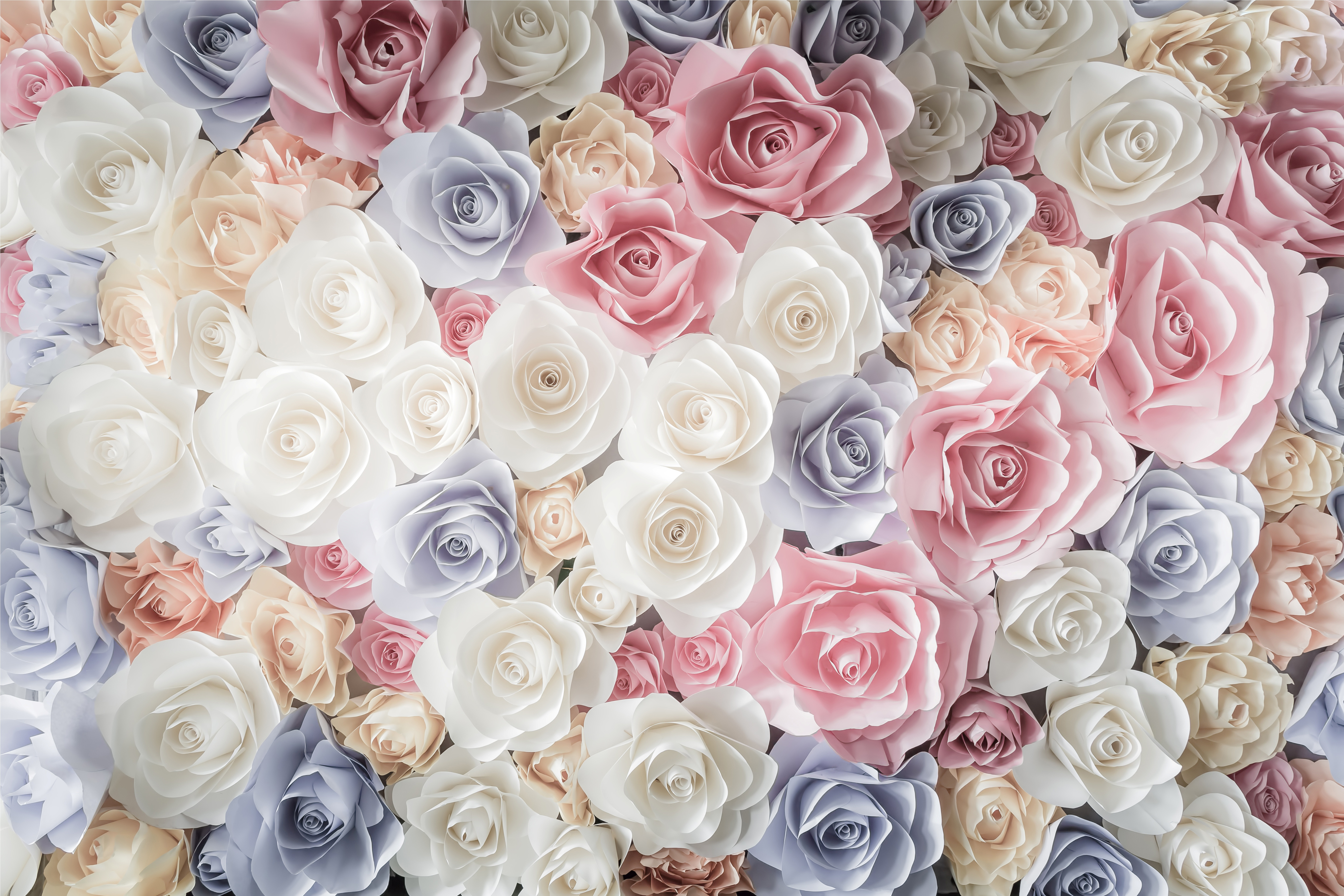 397169 скачать картинку белый цветок, розовый цветок, роза, земля/природа, синий цветок, цветок, флауэрсы - обои и заставки бесплатно