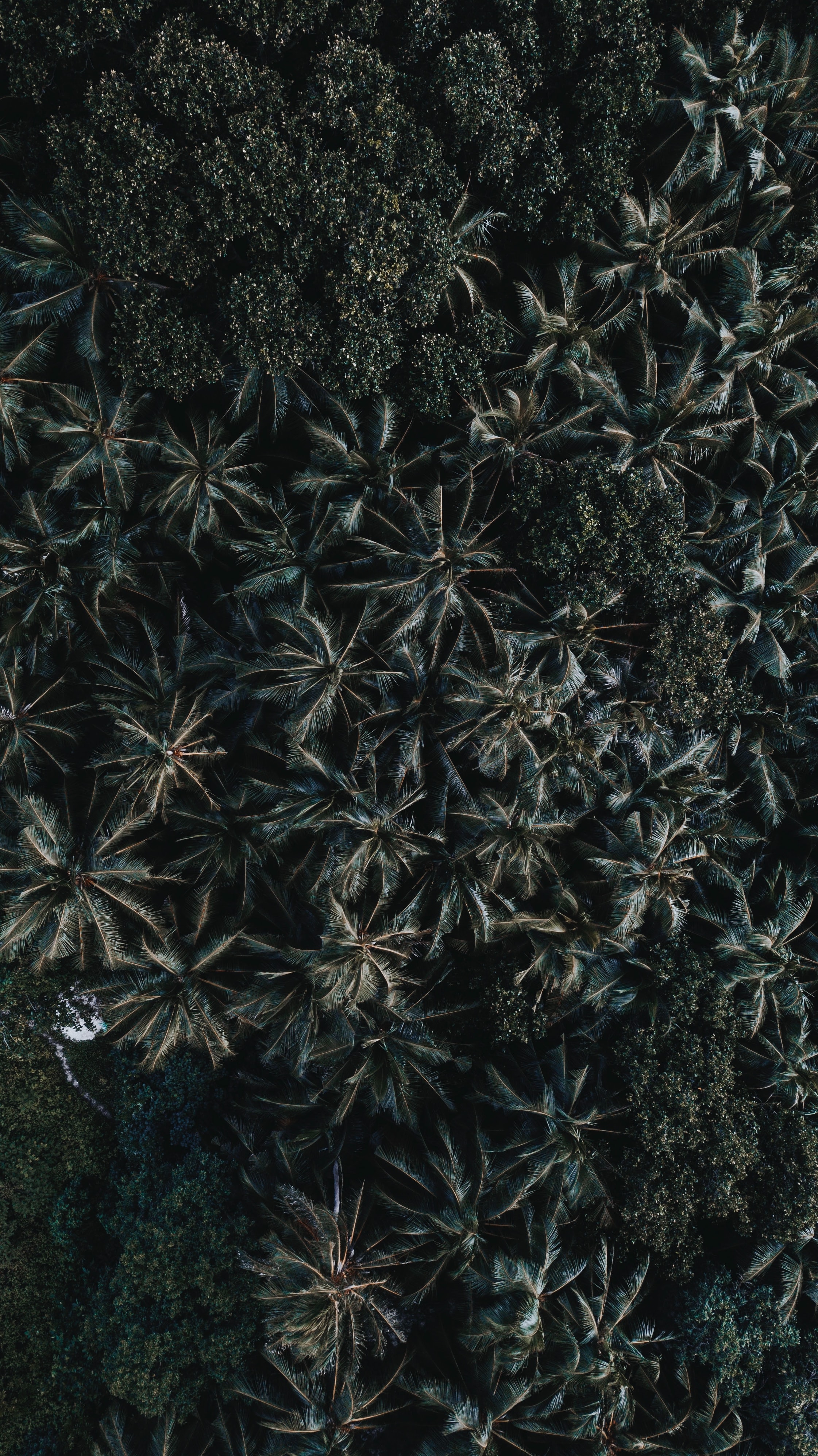 Download mobile wallpaper View From Above, Trees, Leaves, Nature, Palms for free.