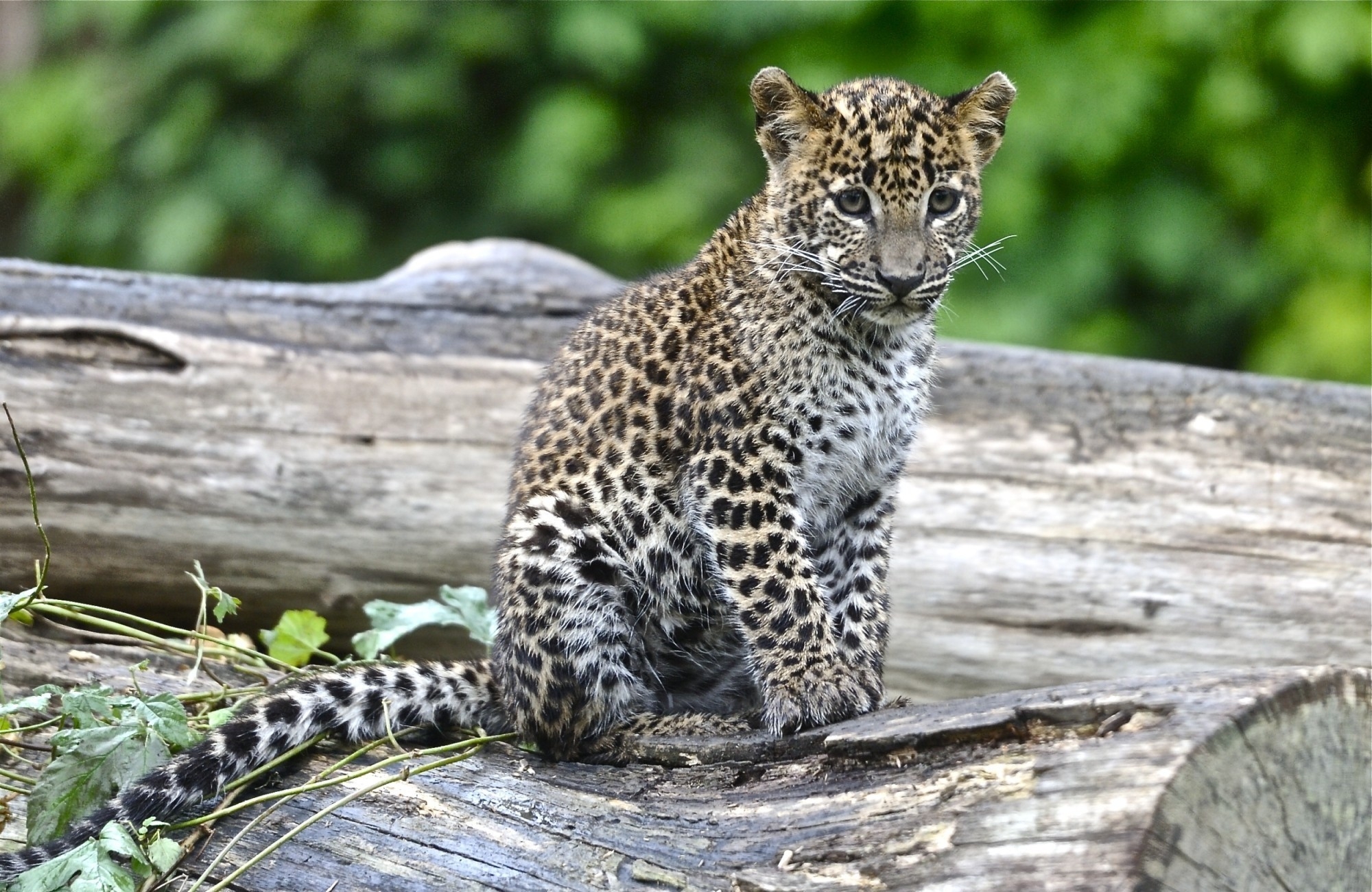 Download mobile wallpaper Young, Sight, Joey, Opinion, Animals, Leopard, Big Cat for free.