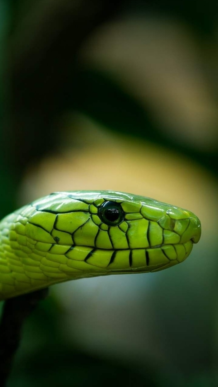 Download mobile wallpaper Animal, Snake, Reptiles for free.