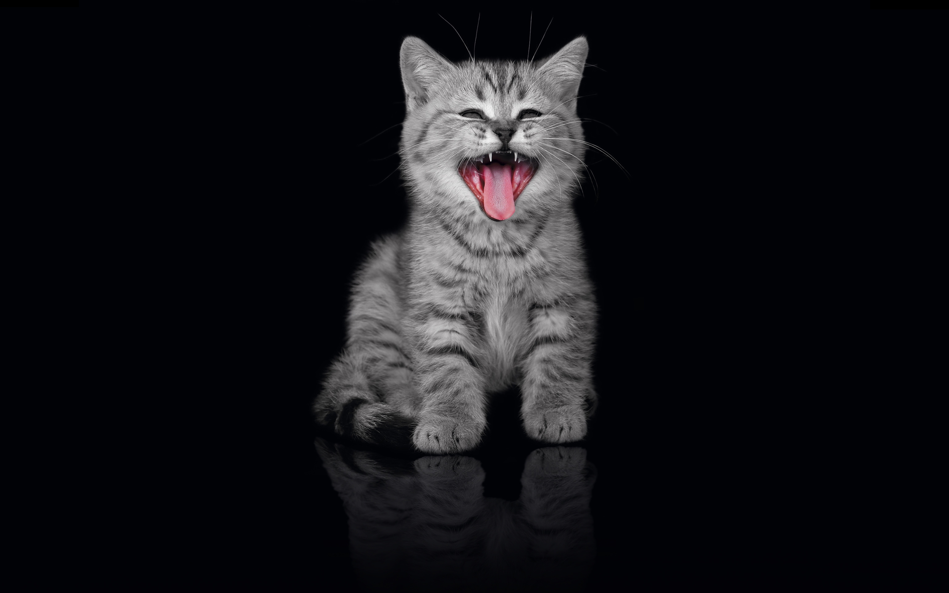 kitty, kitten, animals, dark background, open mouth, scream, cry