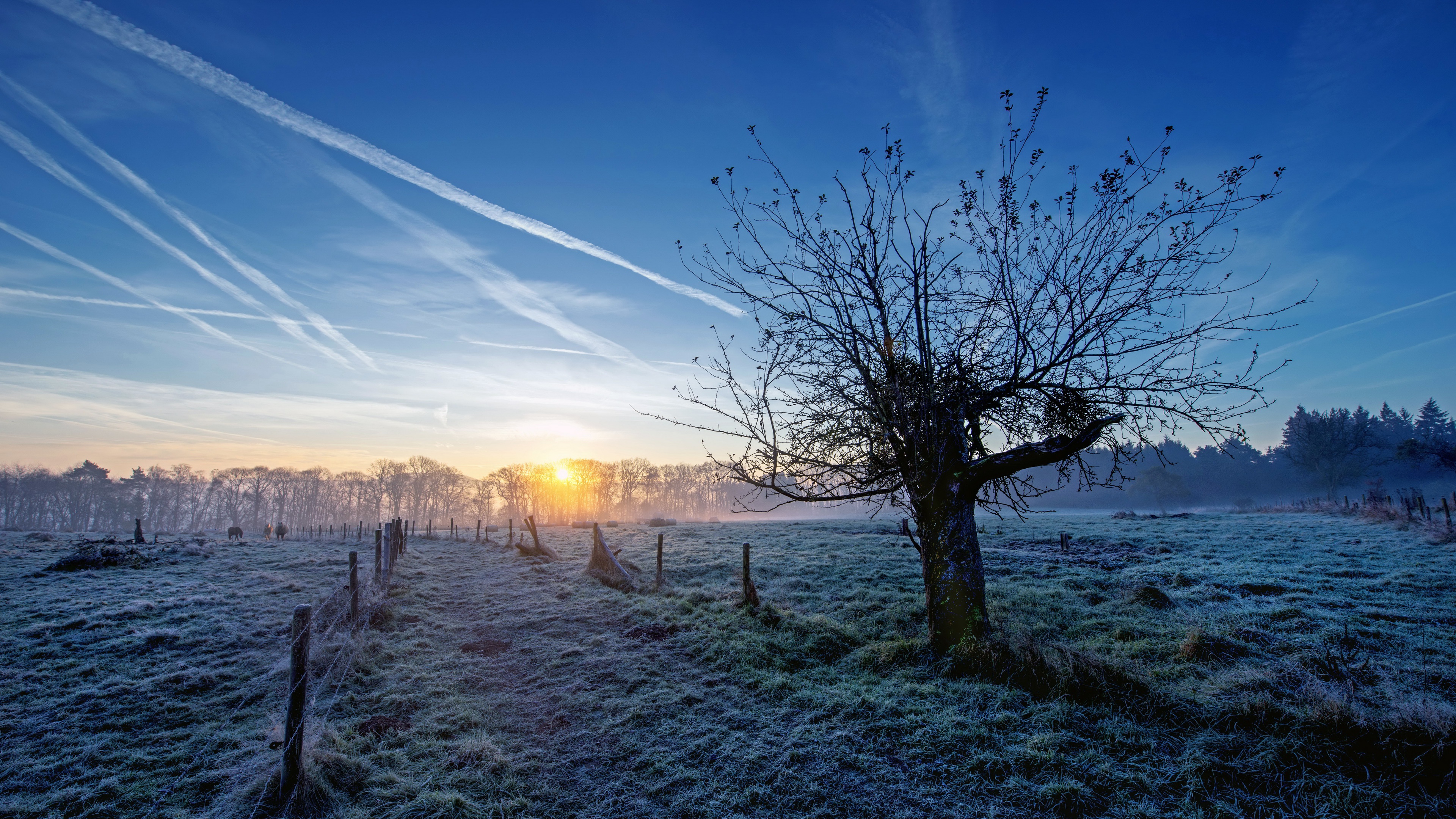 Laden Sie das Landschaft, Baum, Feld, Morgen, Zaun, Fotografie-Bild kostenlos auf Ihren PC-Desktop herunter