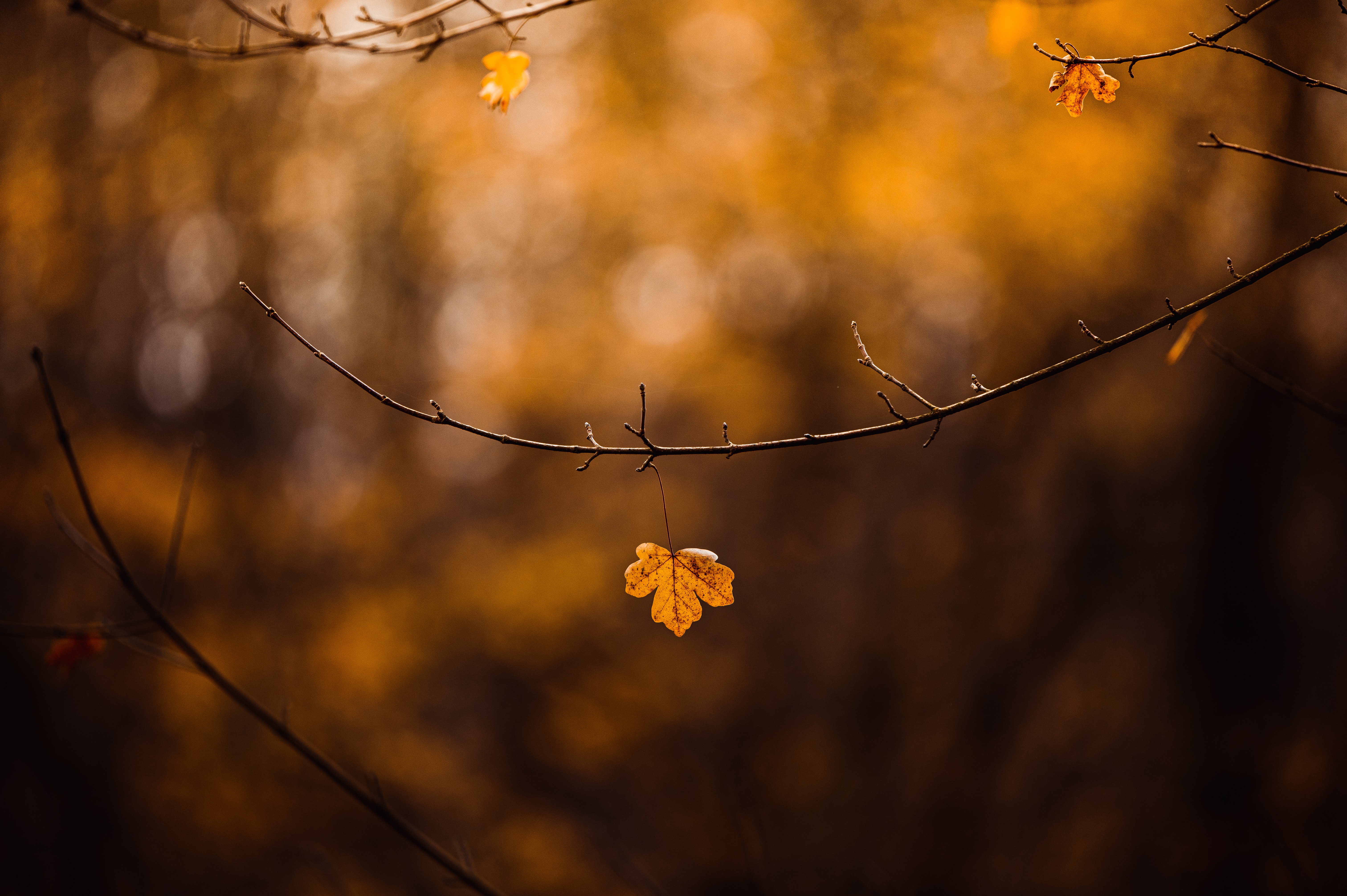 Laden Sie das Herbst, Flugblatt, Leaflet, Natur, Ast, Zweig-Bild kostenlos auf Ihren PC-Desktop herunter