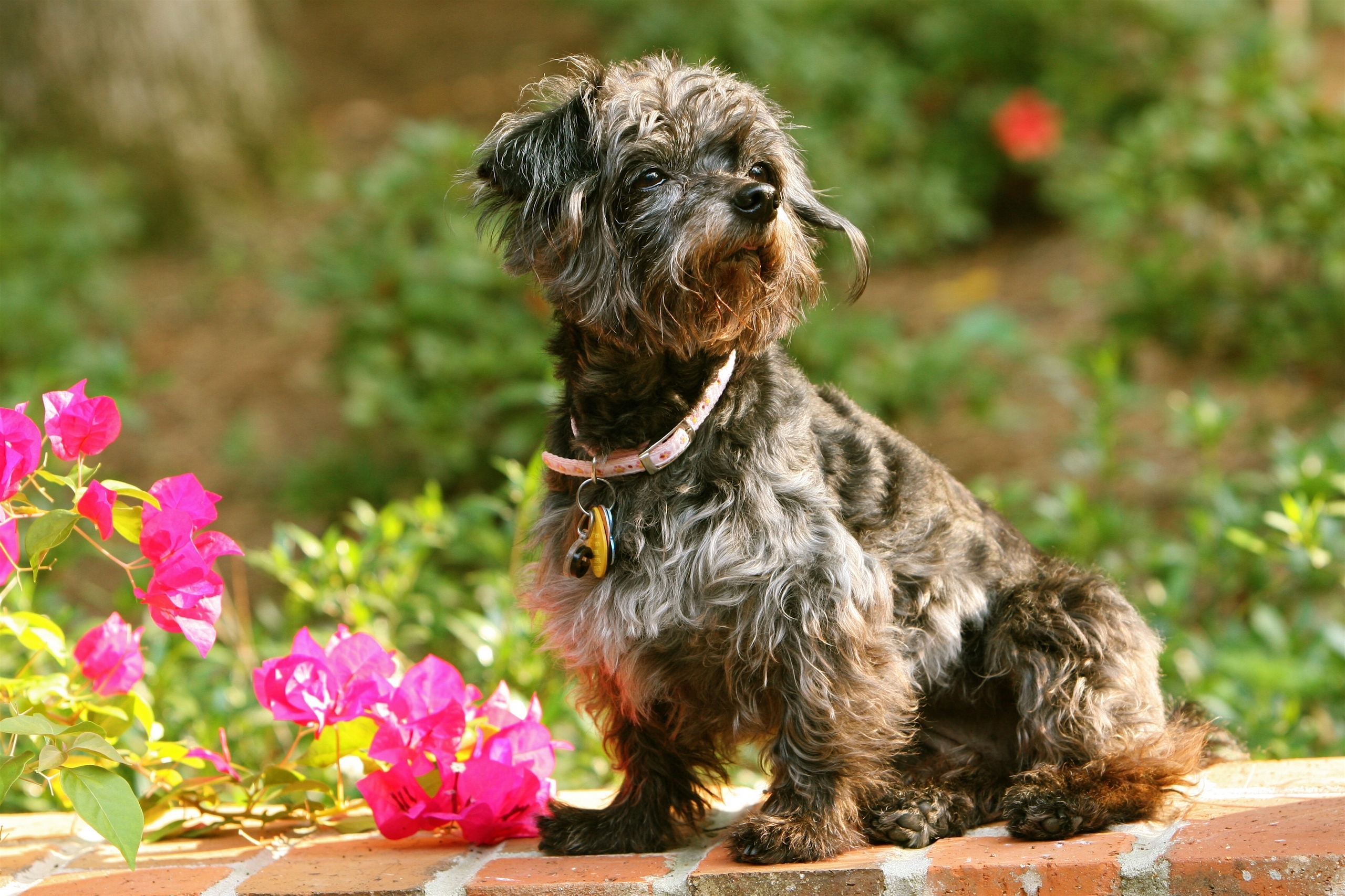 Free download wallpaper Dogs, Flower, Dog, Animal on your PC desktop