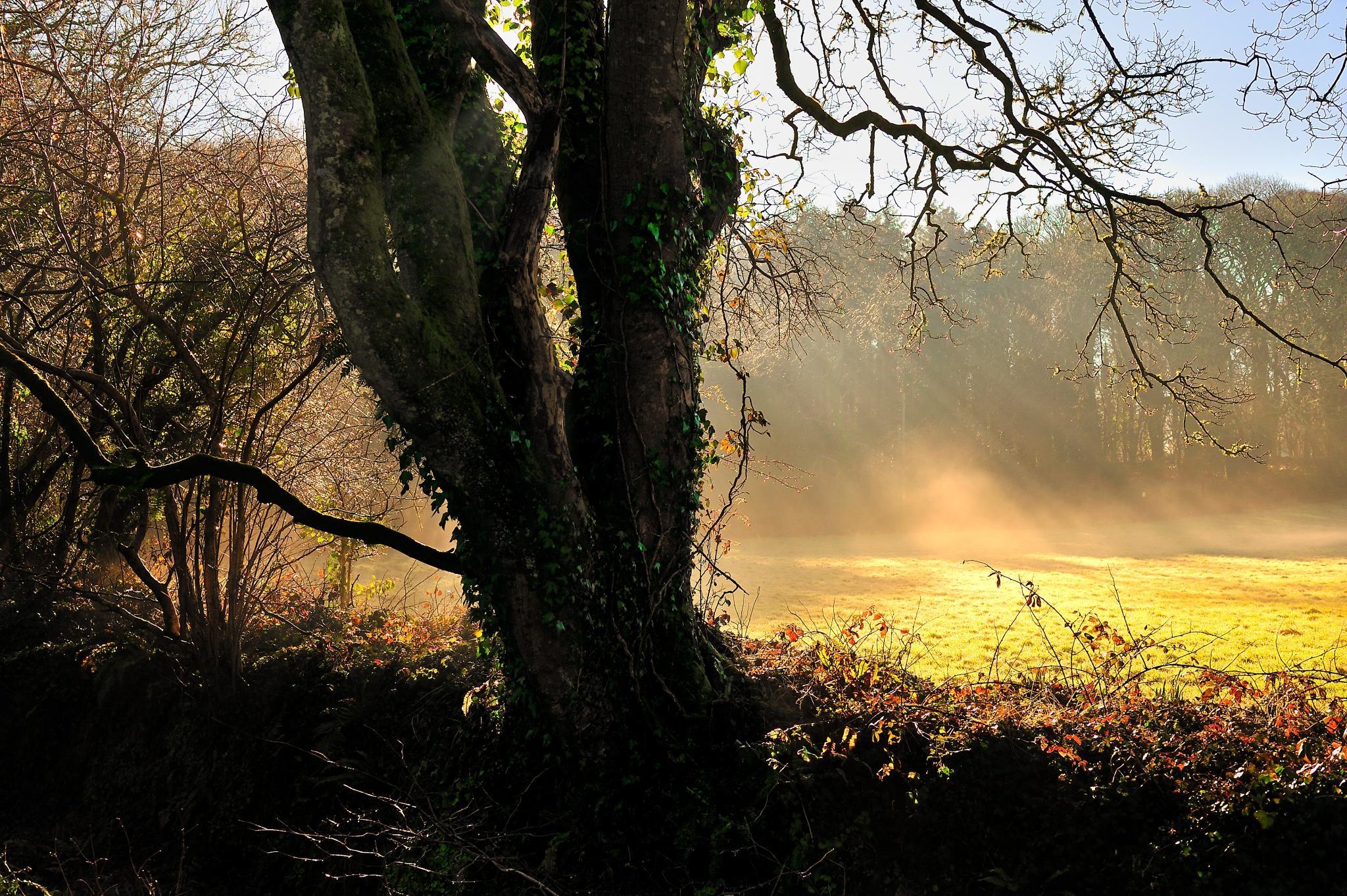 Free download wallpaper Sun, Beams, Tree, Glade, Trunk, Ivy, Nature, Wood, Rays, Polyana, Dawn on your PC desktop