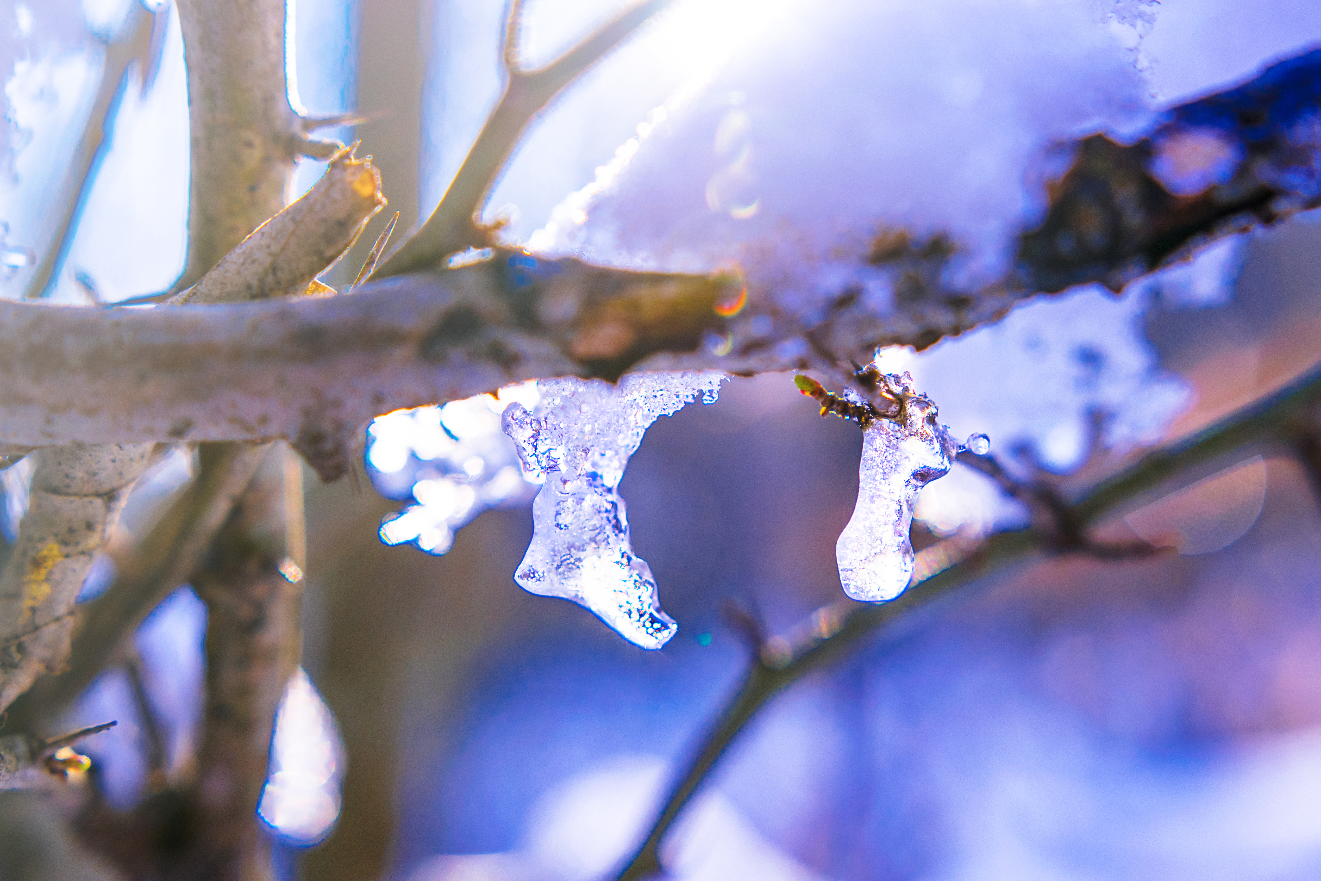 Download mobile wallpaper Branch, Macro, Winter, Ice for free.