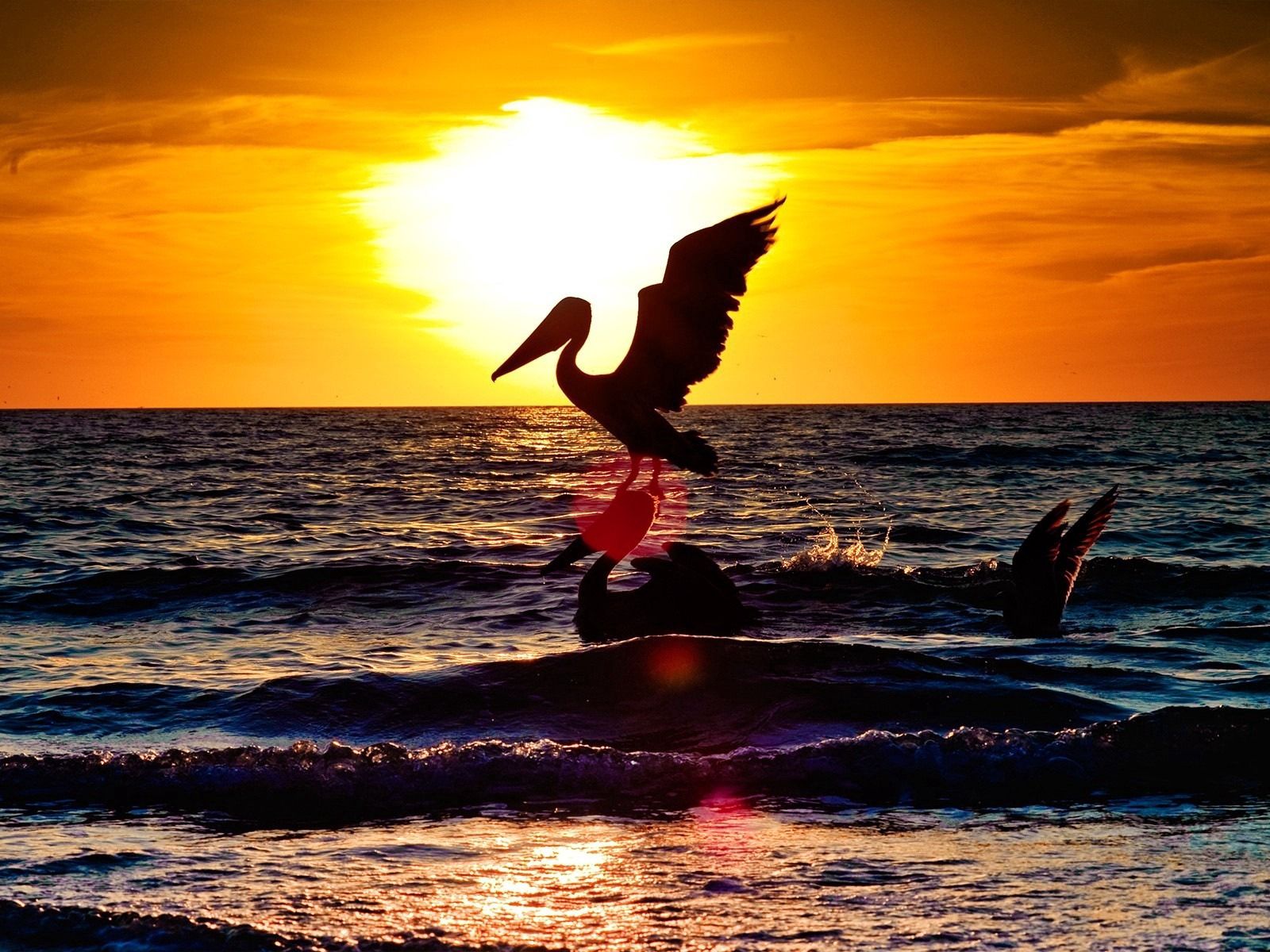 Handy-Wallpaper Sunset, Übernachtung, Silhouette, Pelikan, Pelican, Vogel, Sea, Flug, Tiere kostenlos herunterladen.