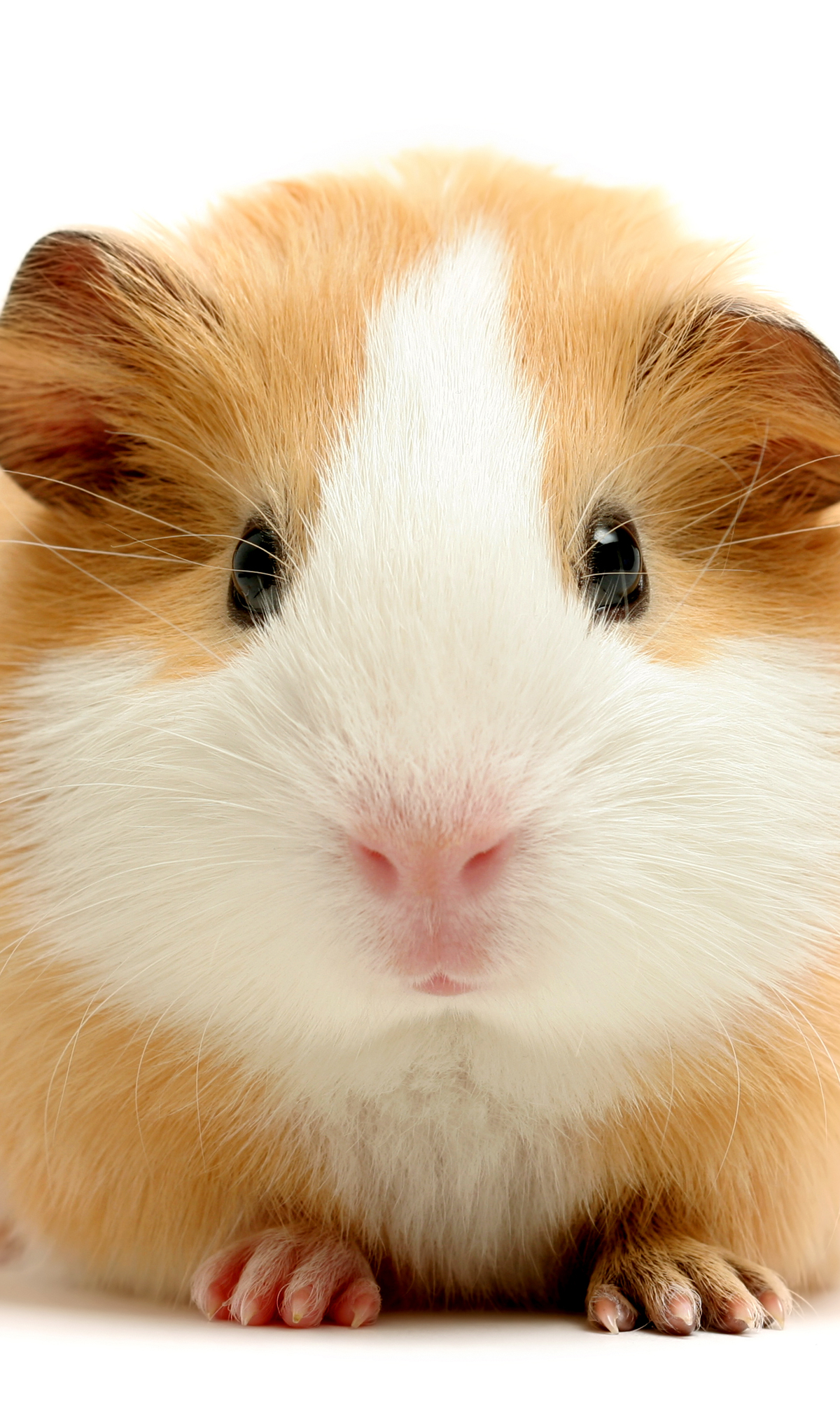 Download mobile wallpaper Animal, Guinea Pig, Cute, Mammal for free.