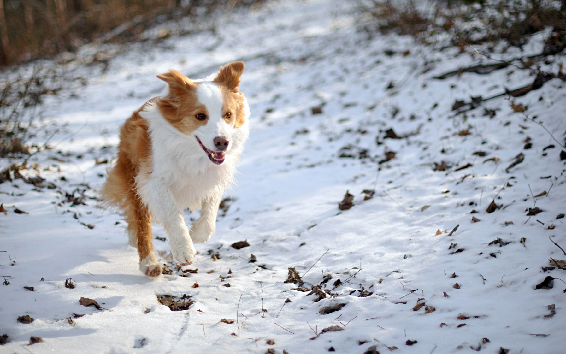 Handy-Wallpaper Hunde, Hund, Tiere kostenlos herunterladen.