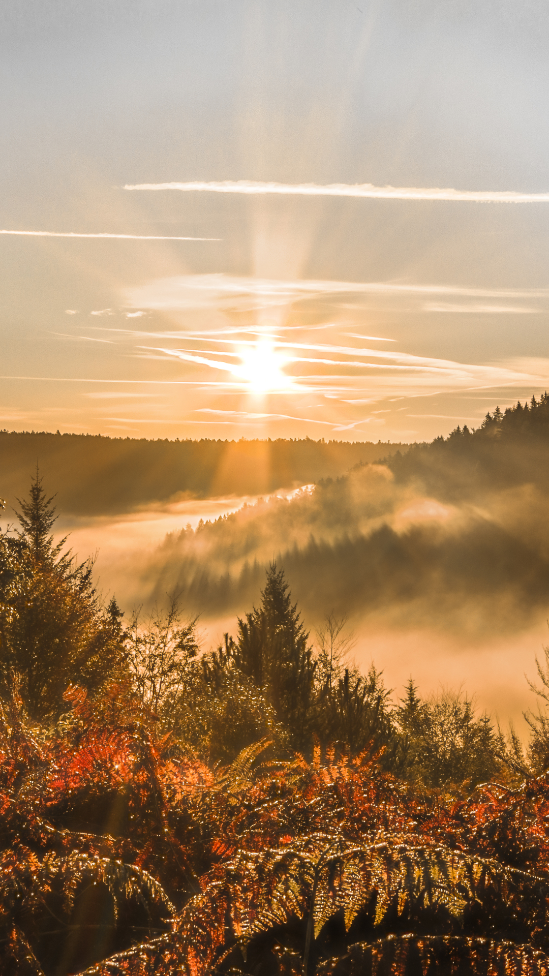 Téléchargez des papiers peints mobile Paysage, Forêt, Brouillard, La Nature, Terre/nature, Lever De Soleil gratuitement.