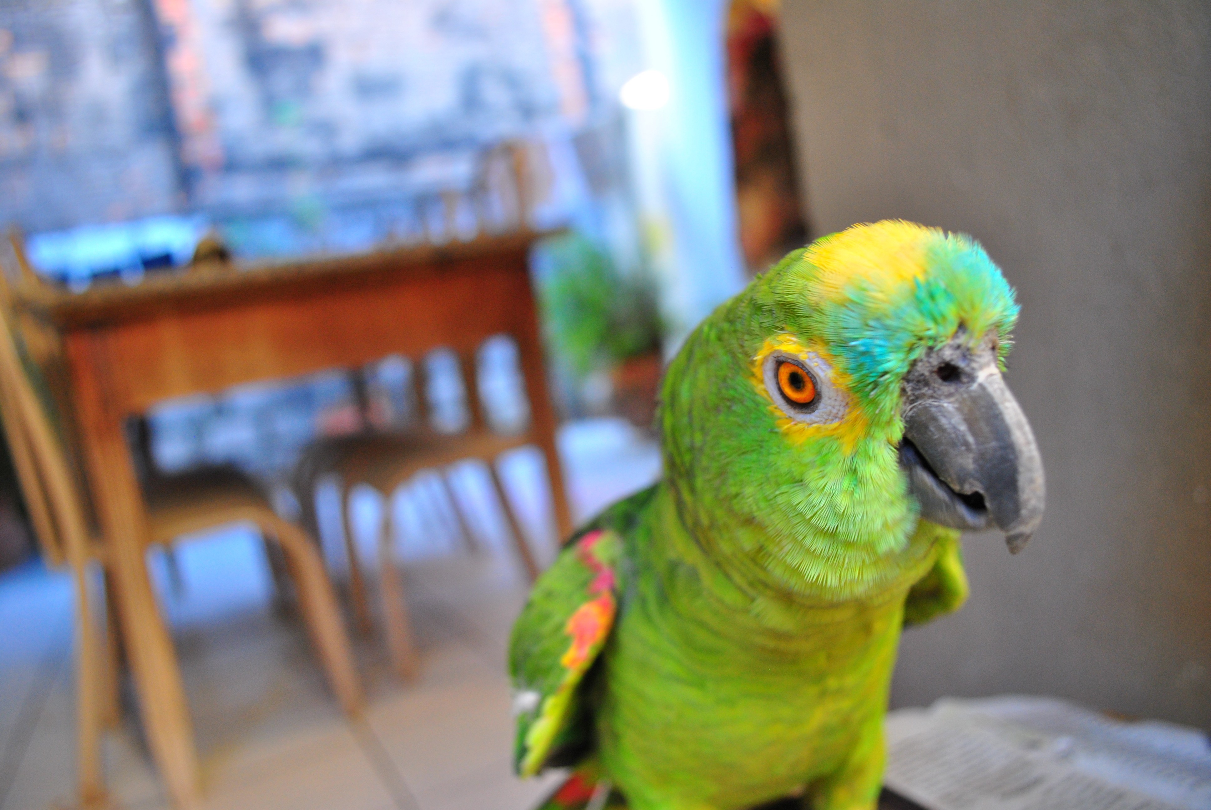 Baixar papel de parede para celular de Papagaio, Aves, Animais gratuito.
