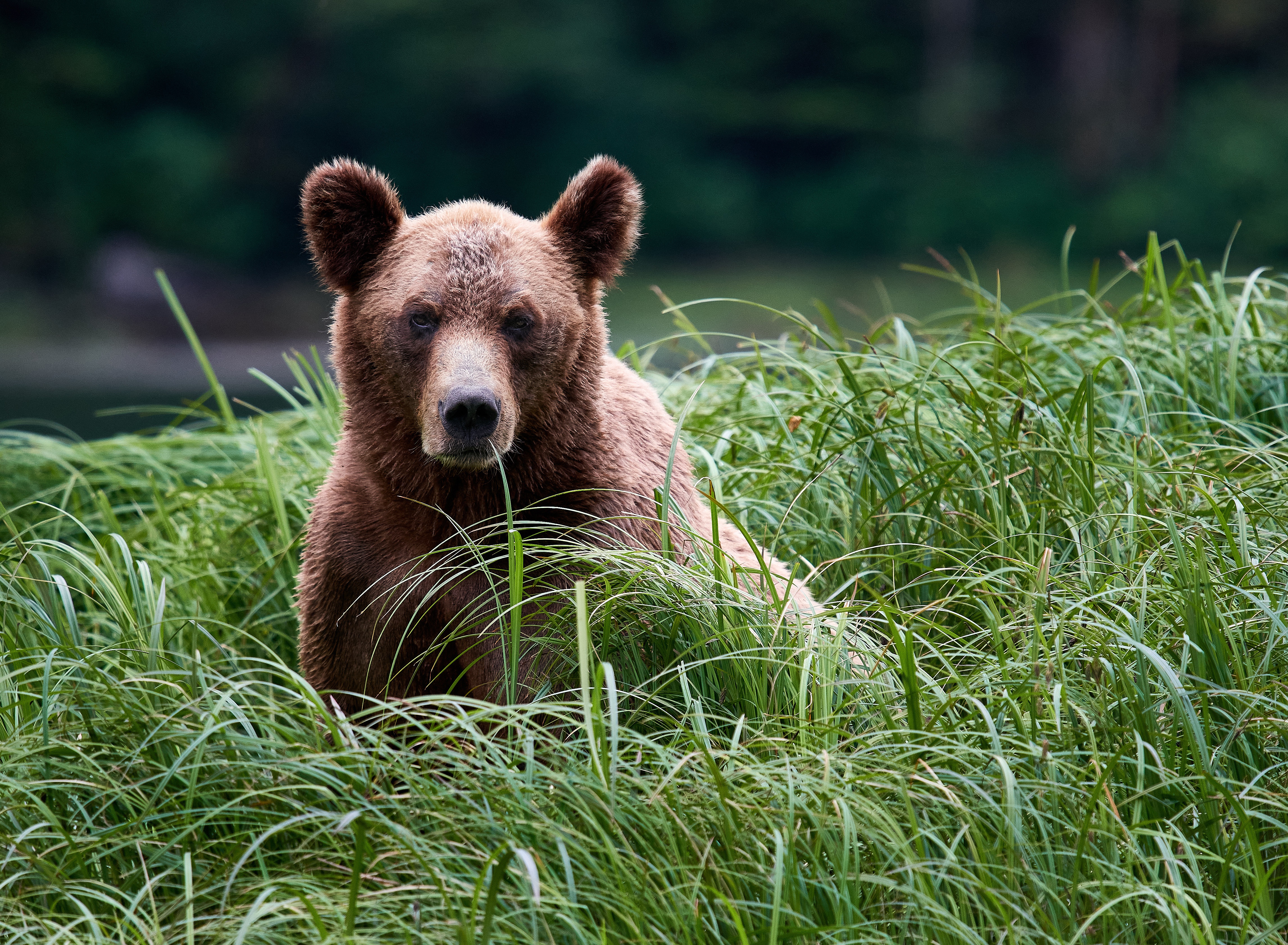 animal, grizzly bear, grass, grizzly, bears