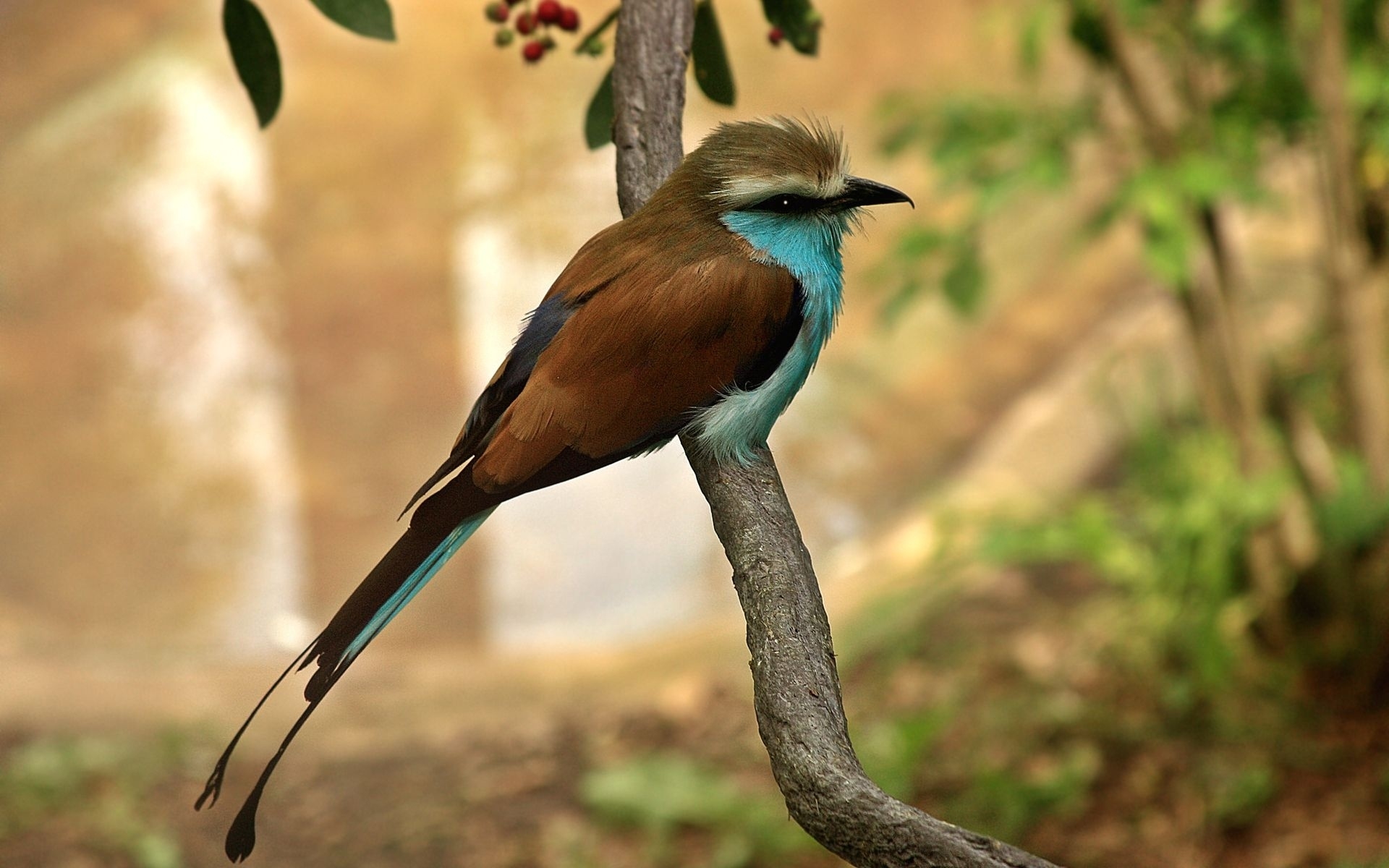 Baixar papel de parede para celular de Animais, Aves, Pássaro gratuito.