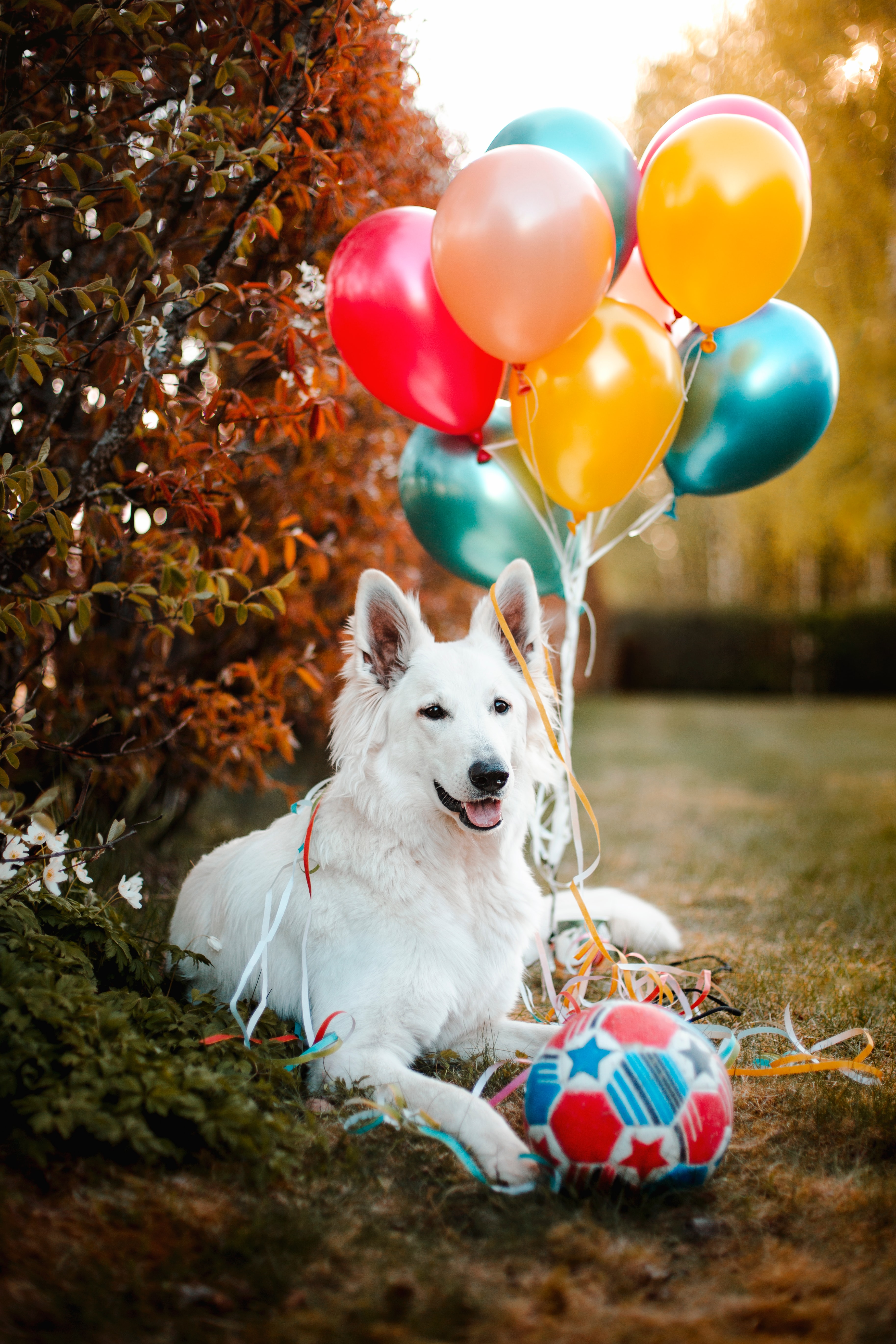 HD wallpaper animal, balloons, animals, white, dog, pet, ball, air balloons