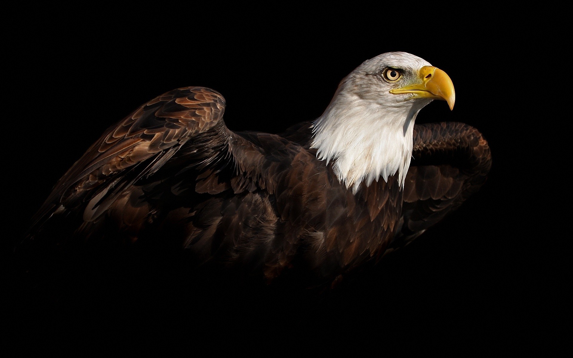 Handy-Wallpaper Tiere, Weißkopfseeadler kostenlos herunterladen.