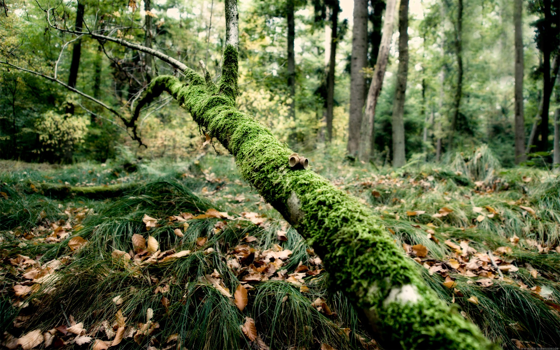 Скачать картинку Лес, Дерево, Зеленый, Листва, Мох, Ландшафт, Земля/природа в телефон бесплатно.