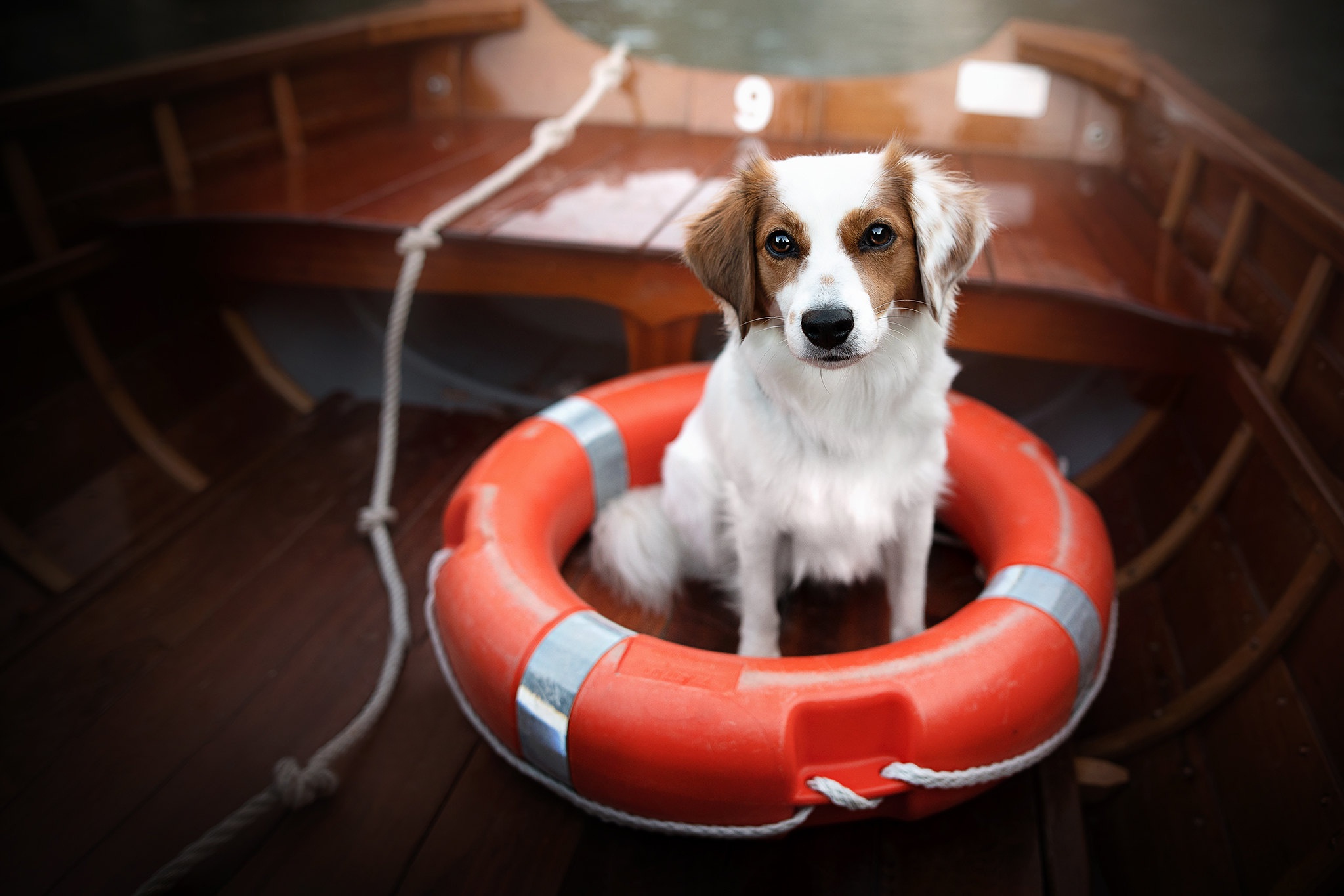 無料モバイル壁紙動物, 犬をダウンロードします。