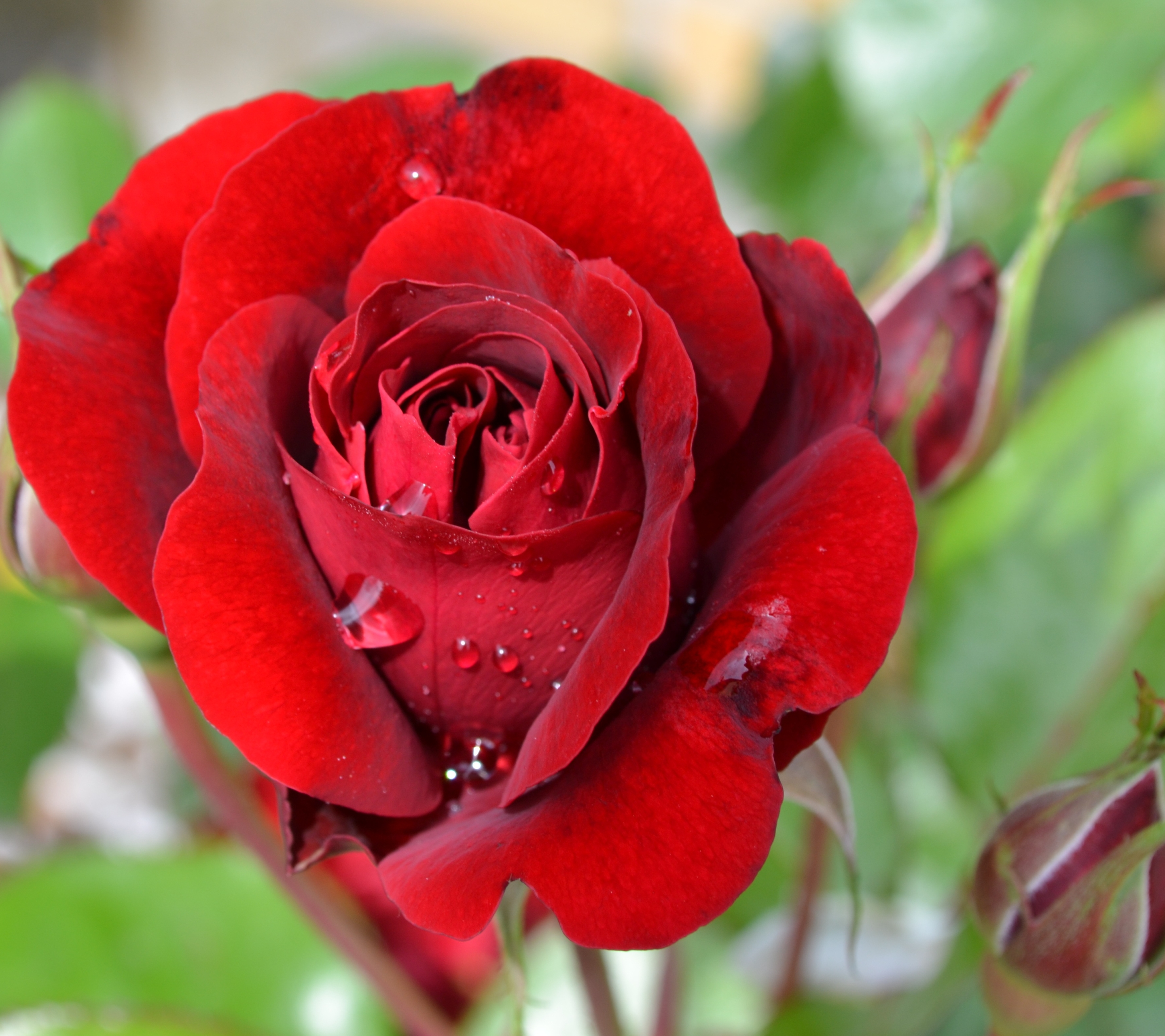 無料モバイル壁紙自然, フラワーズ, 薔薇, 閉じる, 地球, 赤いバラ, 水滴, 赤い花をダウンロードします。