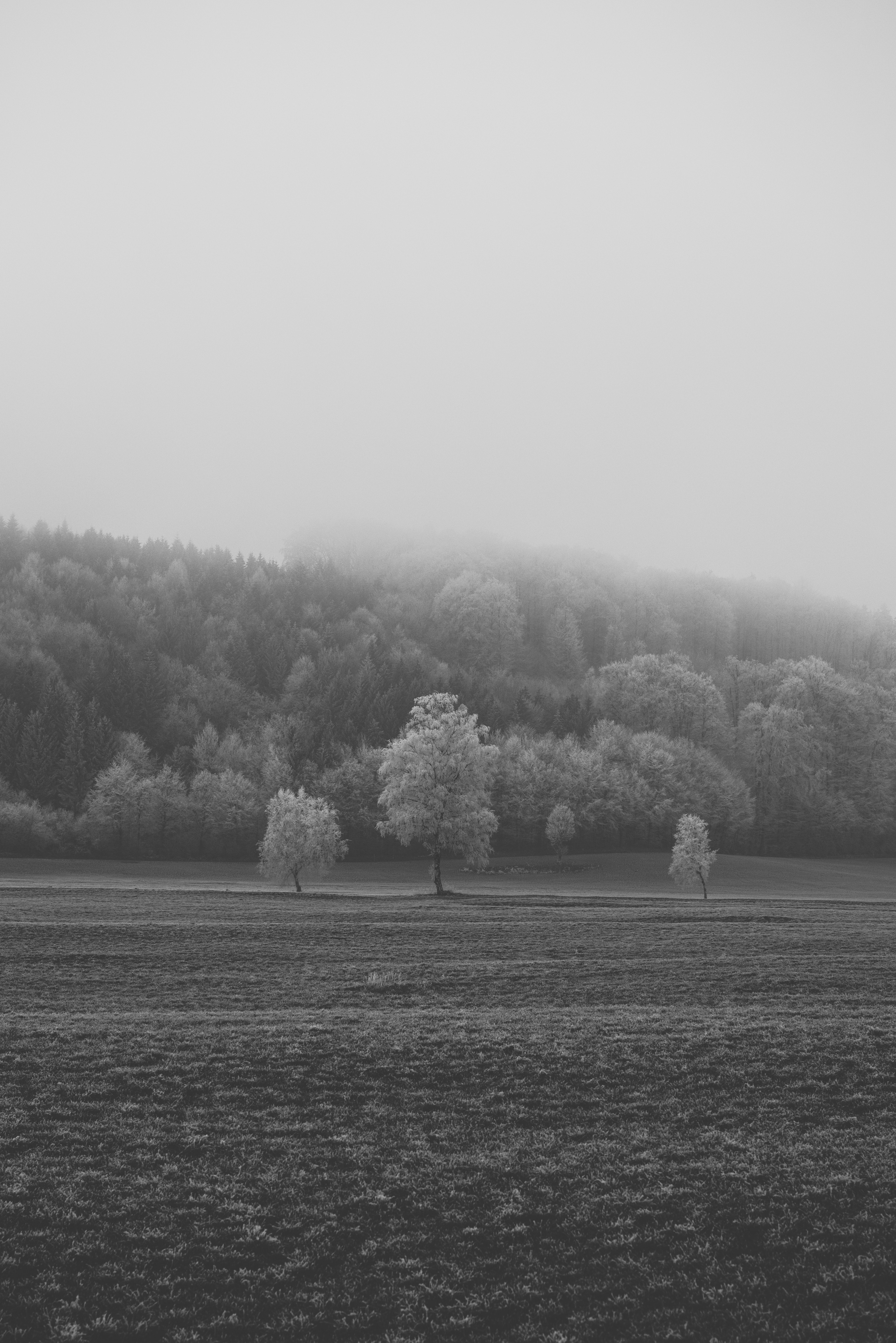 Download mobile wallpaper Field, Frost, Hoarfrost, Chb, Trees, Bw, Nature for free.