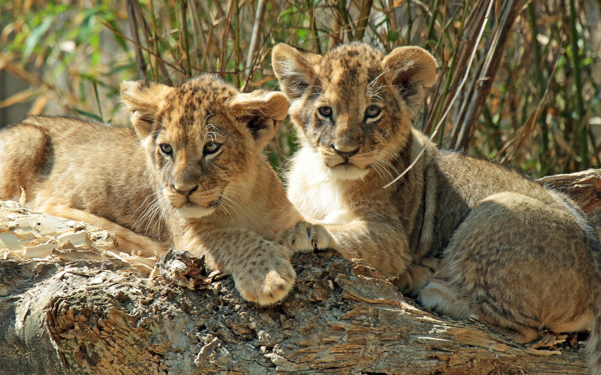 Descarga gratuita de fondo de pantalla para móvil de Animales, Gatos, León.