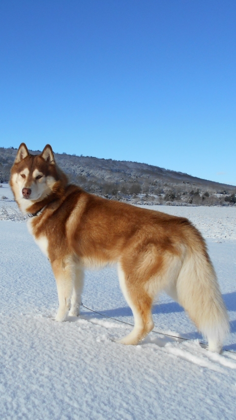 無料モバイル壁紙動物, 冬, 雪, 犬, ハスキー, シベリアンハスキーをダウンロードします。