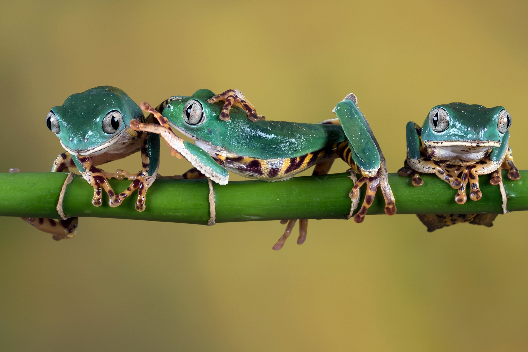 Free download wallpaper Frogs, Animal, Frog, Amphibian on your PC desktop