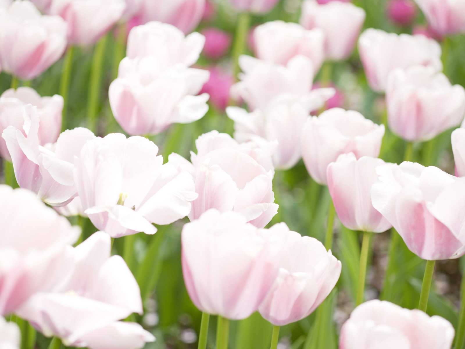 Download mobile wallpaper Tulip, Flowers, Flower, Earth for free.