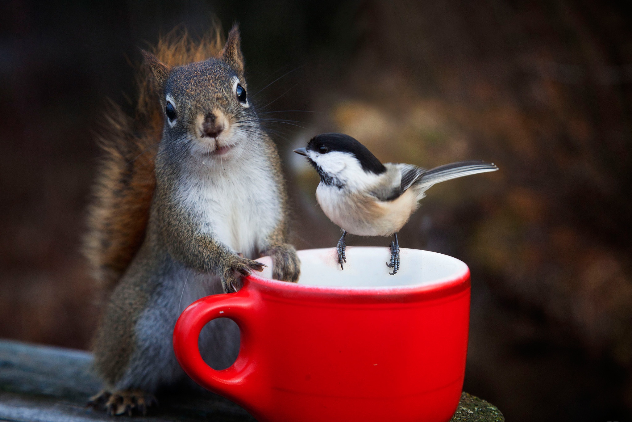 Download mobile wallpaper Squirrel, Bird, Cup, Animal, Rodent, Chickadee for free.
