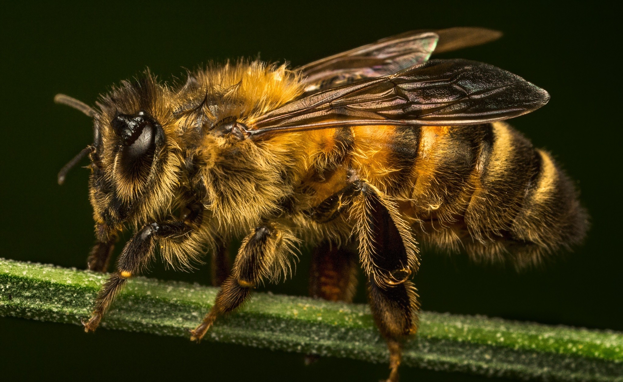 Скачать картинку Пчела, Насекомые, Макро, Животные в телефон бесплатно.