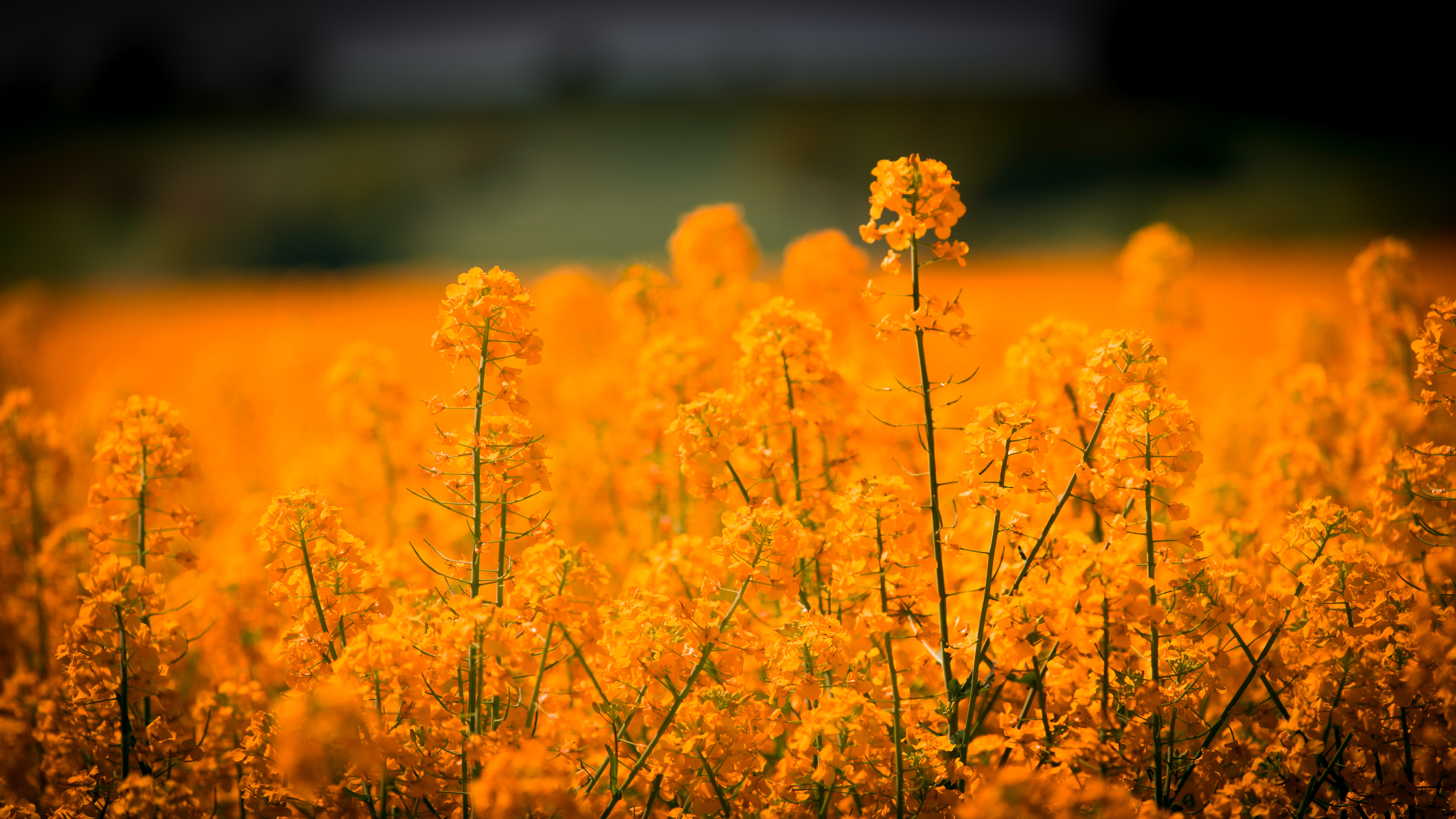 Laden Sie das Feld, Natur, Blumen, Grass-Bild kostenlos auf Ihren PC-Desktop herunter