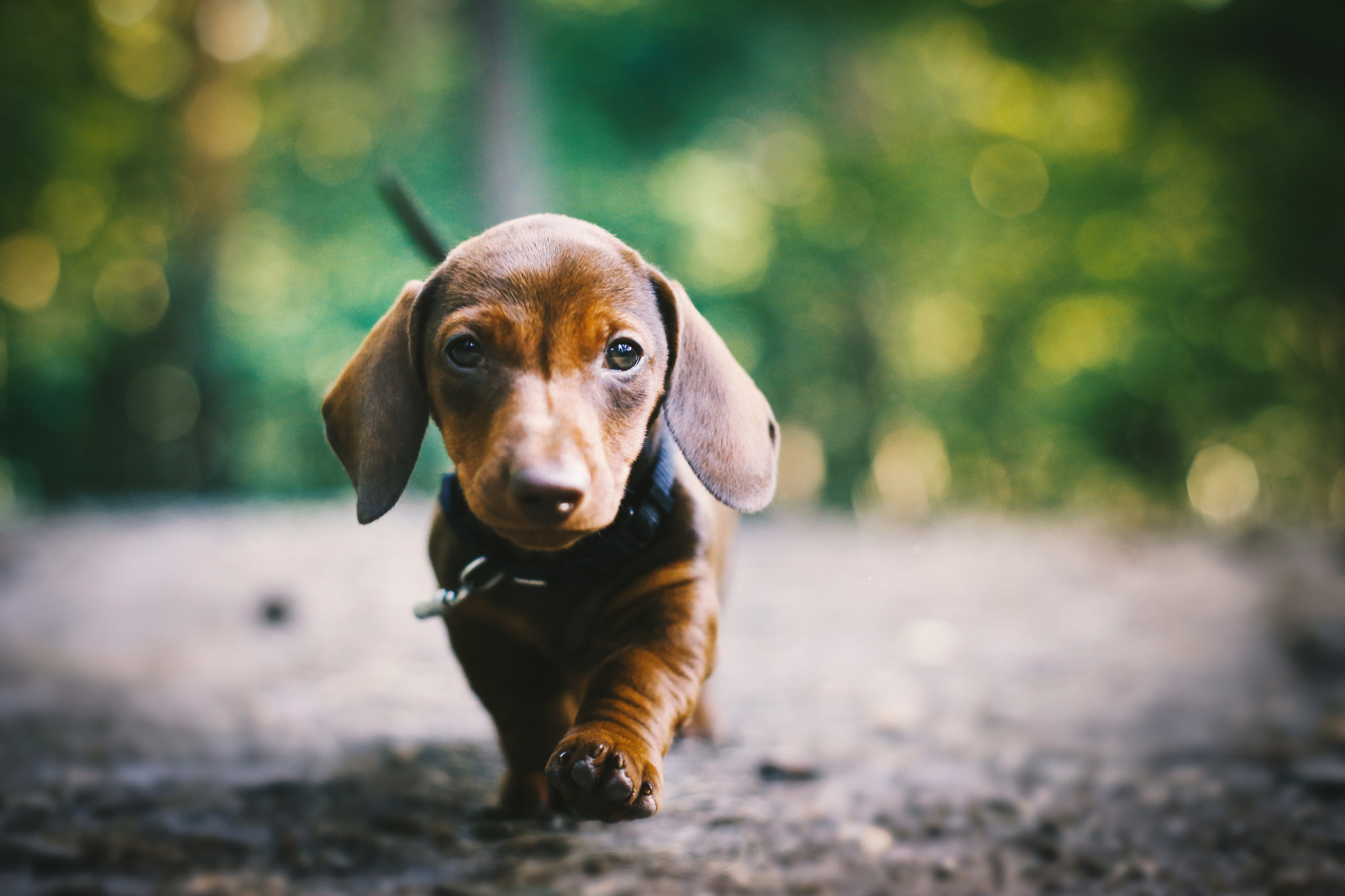 Download mobile wallpaper Dogs, Animal, Puppy, Bokeh, Dachshund, Baby Animal for free.