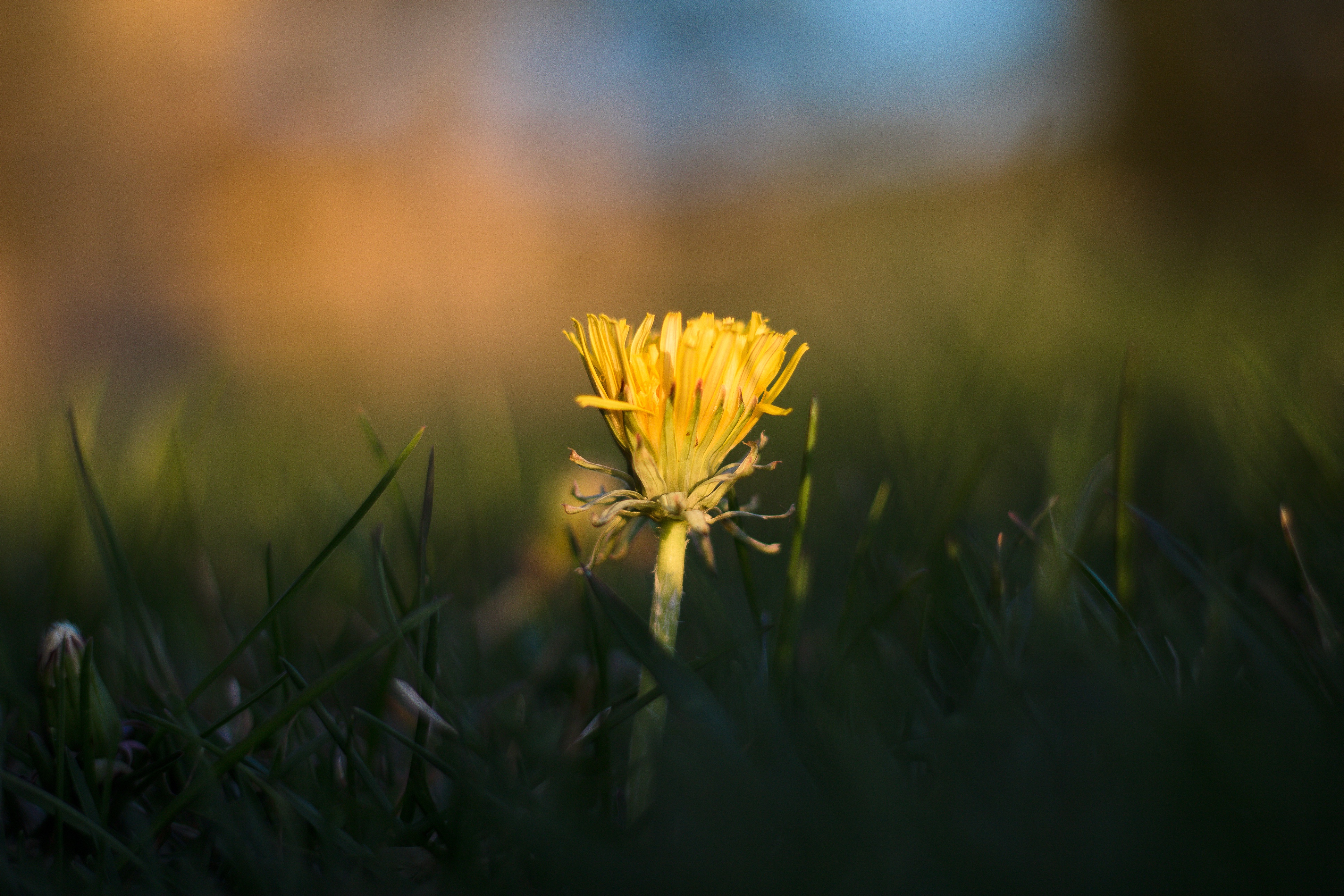 dandelion, flowers, grass, yellow
