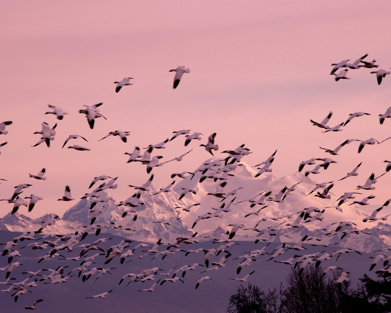 Téléchargez des papiers peints mobile Animaux, Oiseau gratuitement.