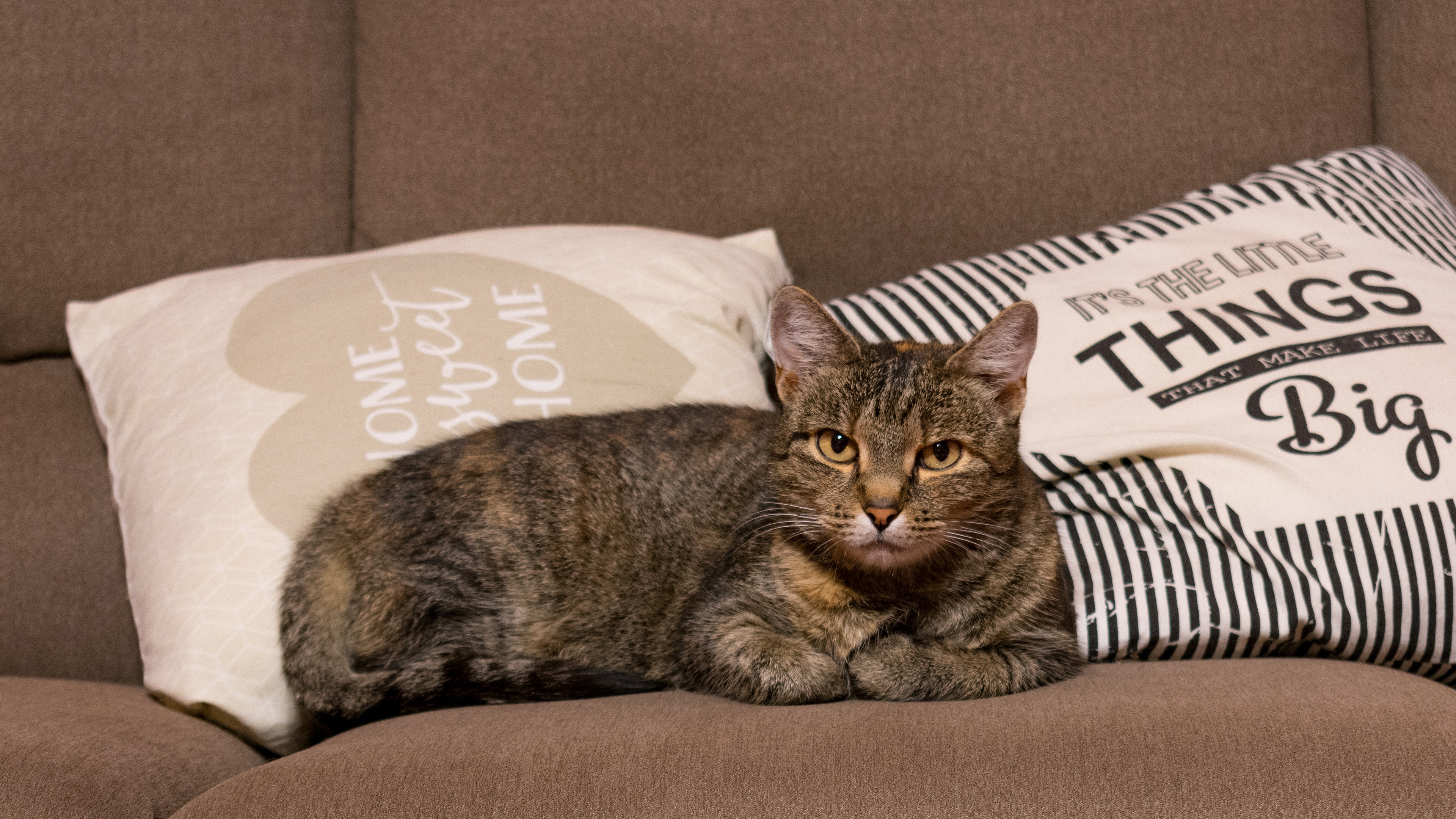 Free download wallpaper Cats, Cat, Animal, Pillow, Sofa on your PC desktop