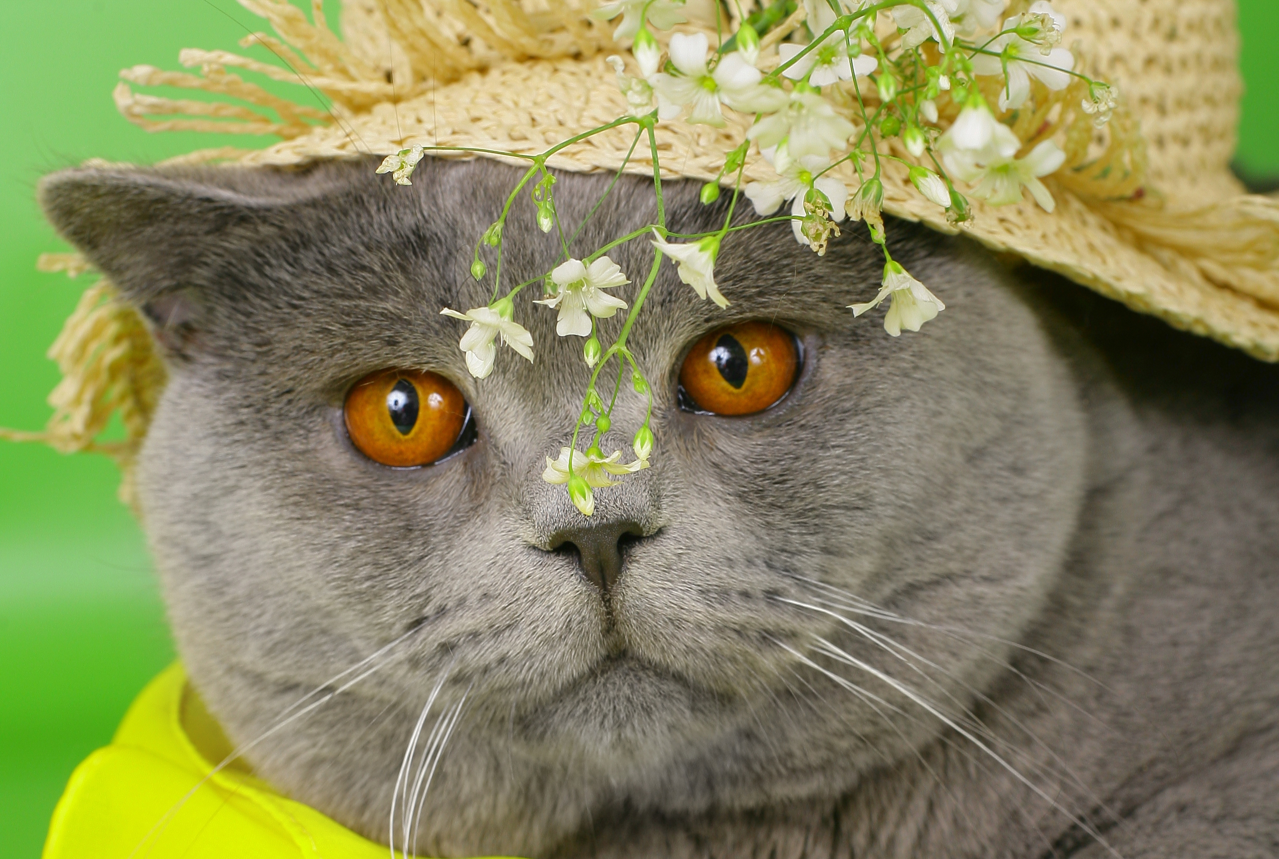 Baixe gratuitamente a imagem Gato, Gatos, Animais na área de trabalho do seu PC