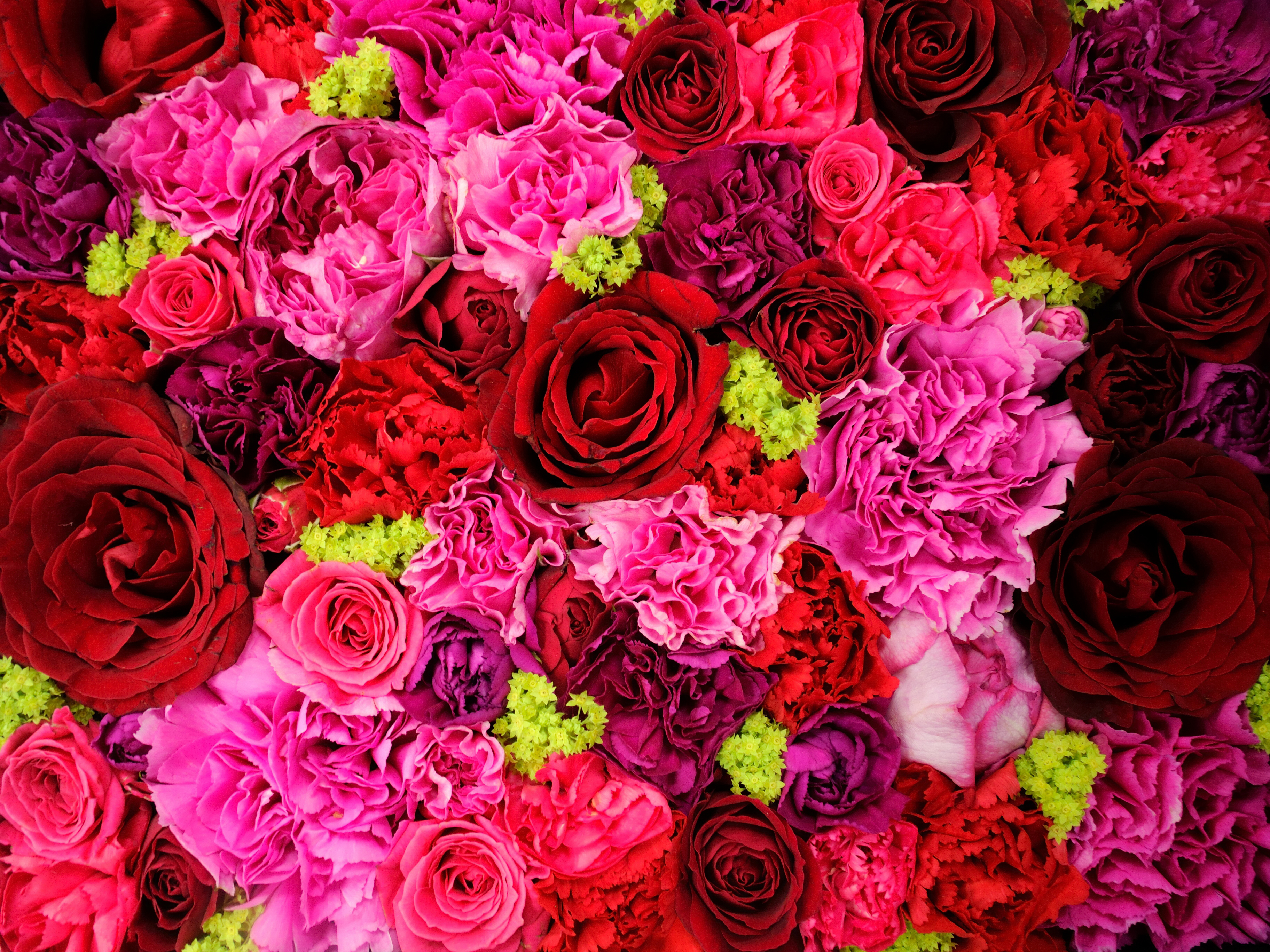 387423壁紙のダウンロード地球, 花, カーネーション, ピンクの花, 赤い花, 薔薇, フラワーズ-スクリーンセーバーと写真を無料で