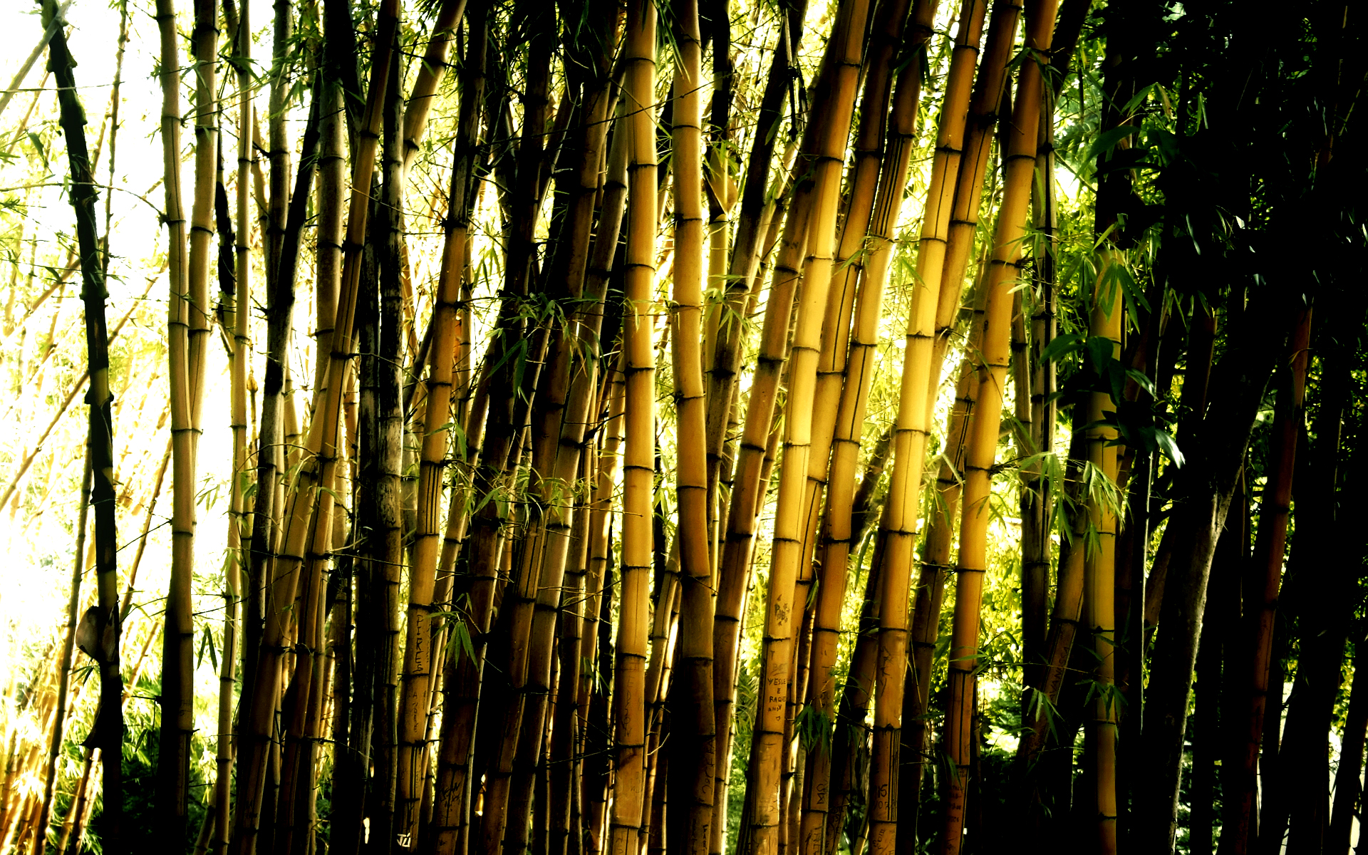 Скачать обои бесплатно Бамбук, Земля/природа картинка на рабочий стол ПК