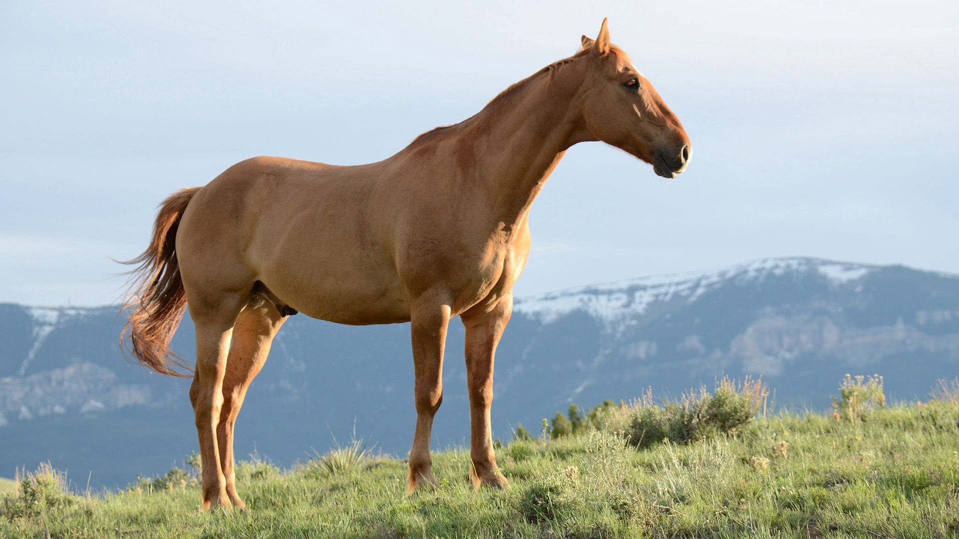 PCデスクトップに風, スタリオン, 種馬, 草, 山脈, うま, 馬, 動物画像を無料でダウンロード
